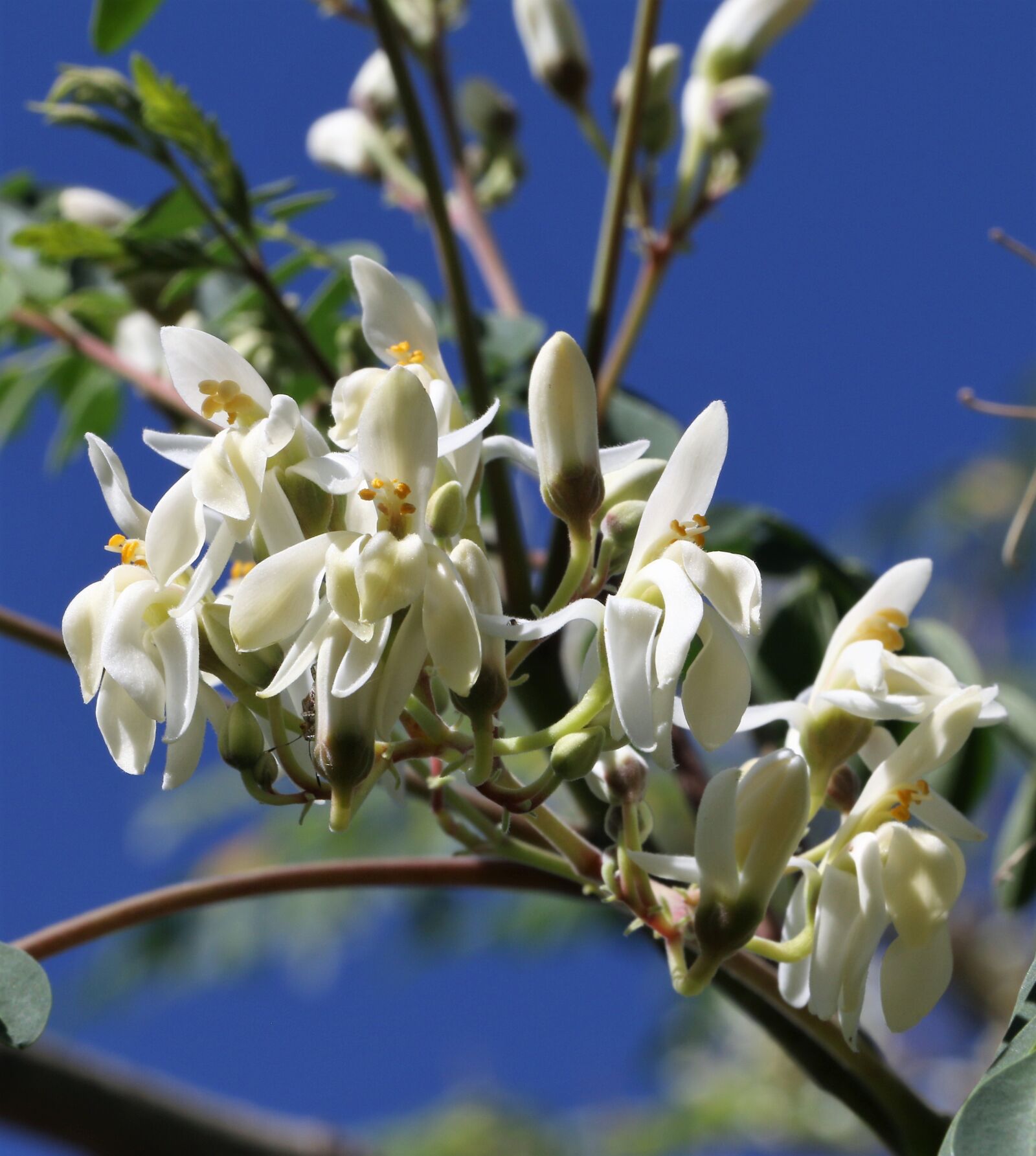 Canon EOS 70D sample photo. Flower, plant, nature photography