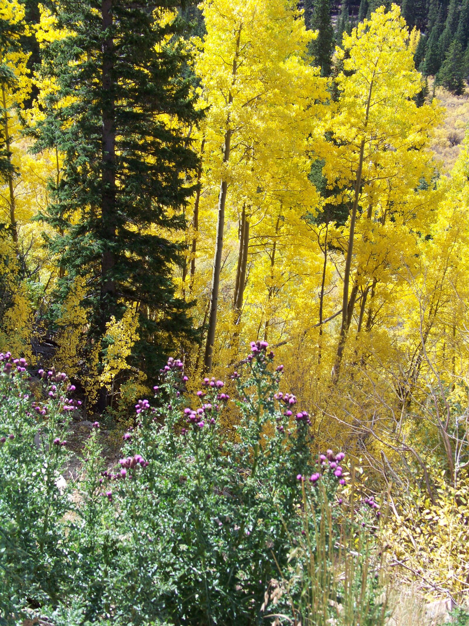 Kodak Z812 IS ZOOM DIGITAL CAMERA sample photo. Trees, colorado, forest photography