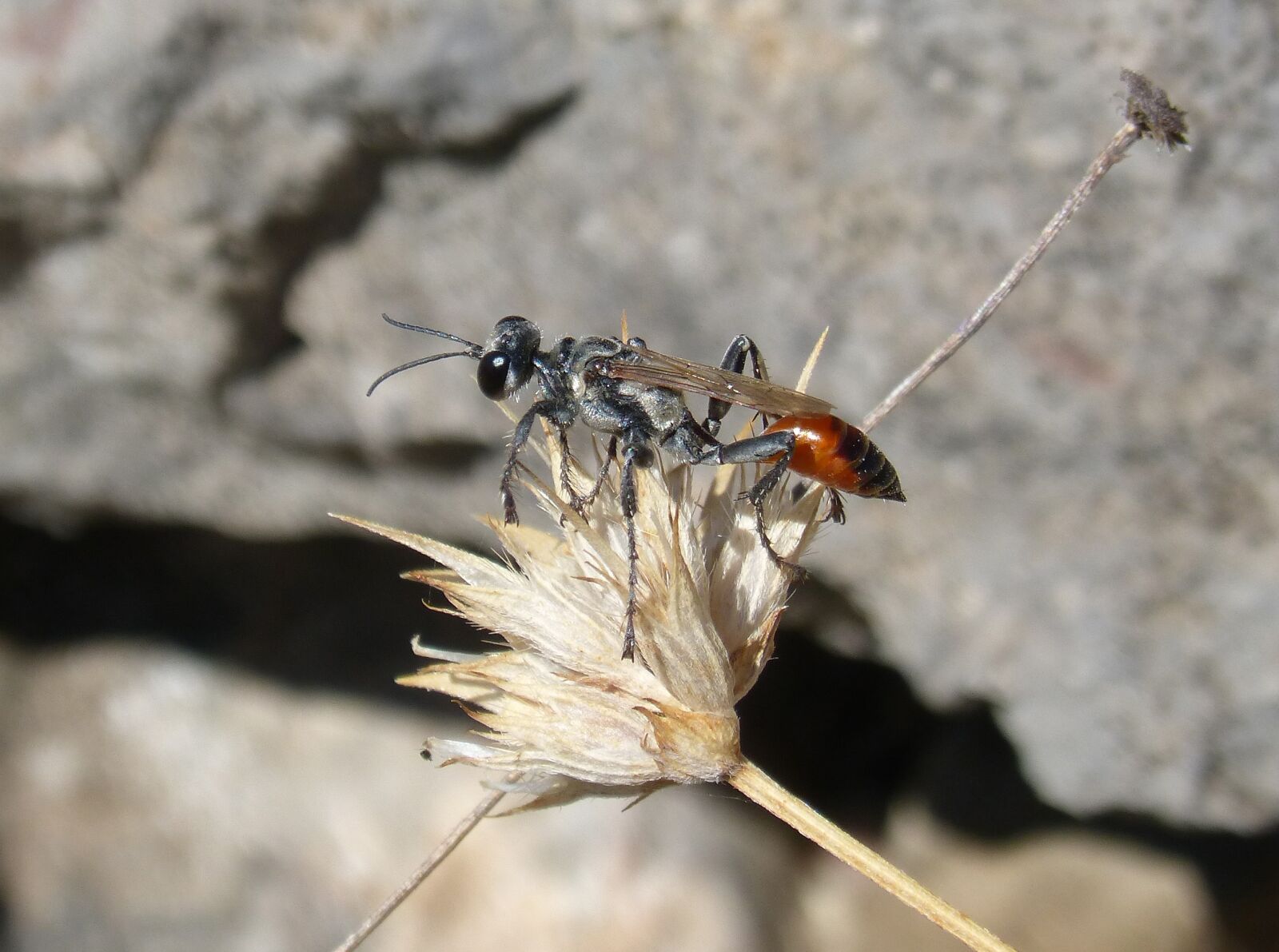 Panasonic DMC-FZ62 sample photo. Sapper wasp, wasp, sting photography