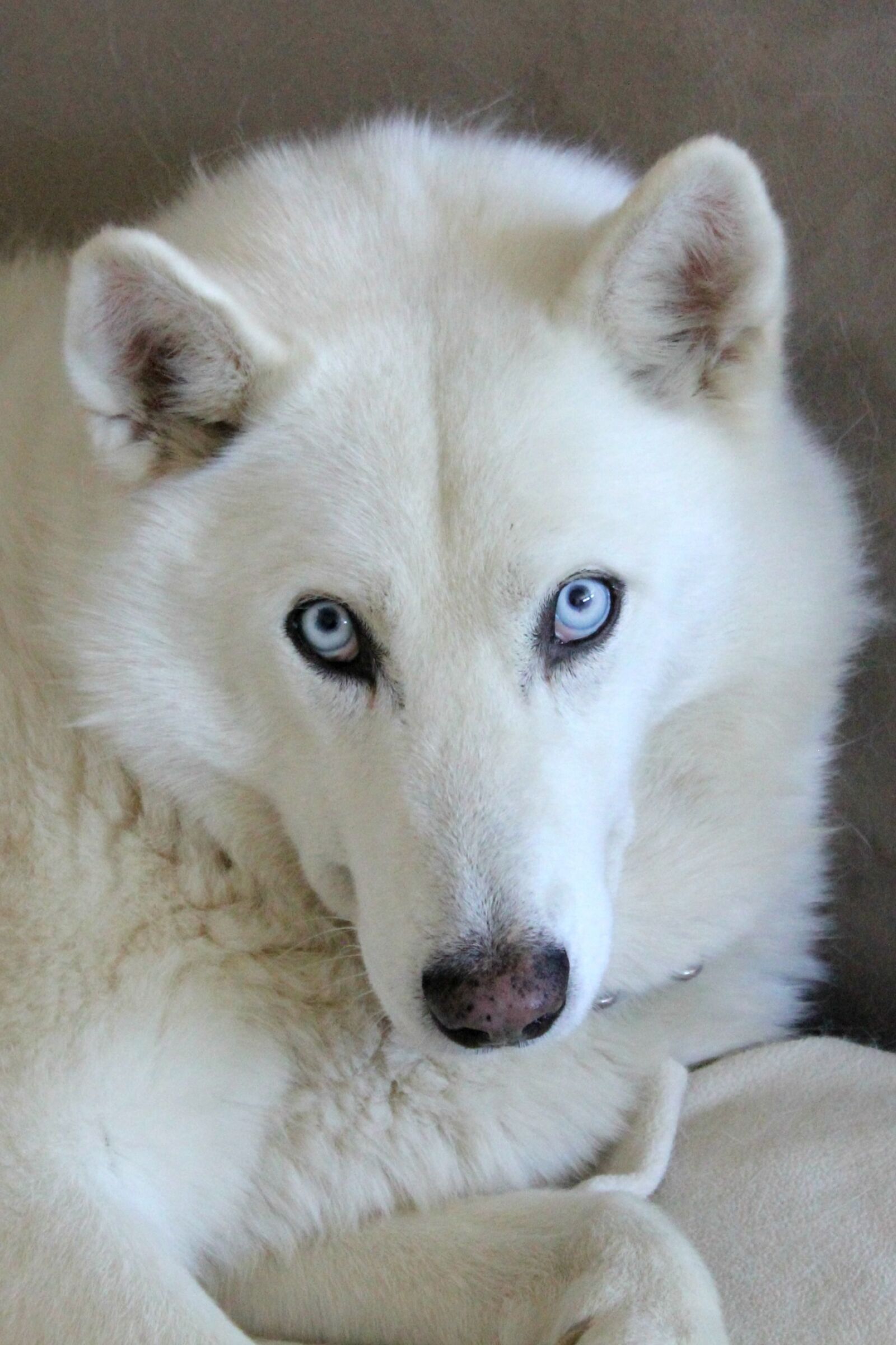 Canon EOS 550D (EOS Rebel T2i / EOS Kiss X4) sample photo. Husky mix, husky, dog photography