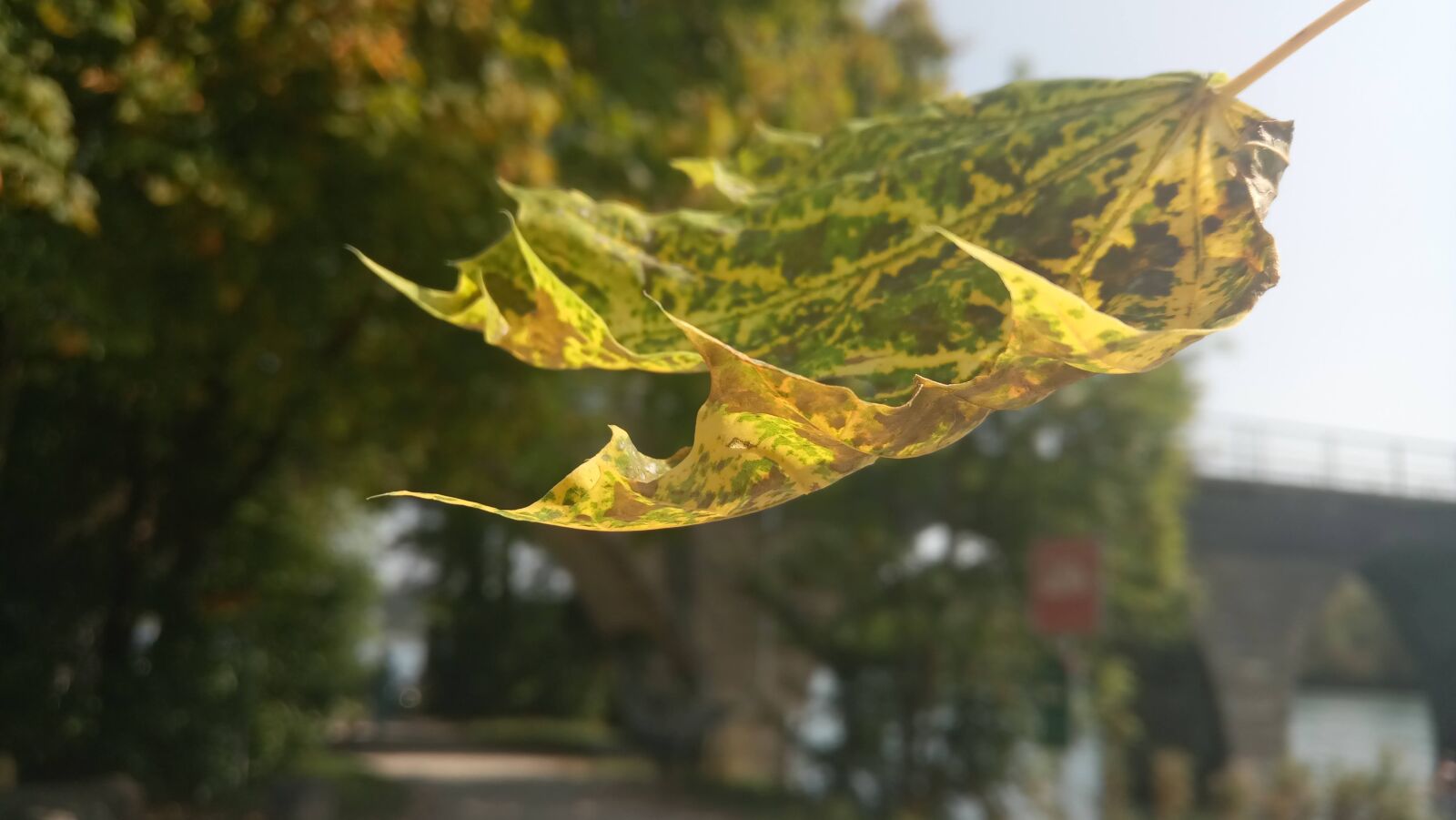 SHIFT 6M sample photo. Autumn, leaf, nature photography