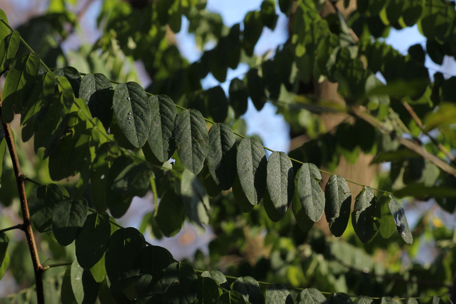 Canon EOS 1100D (EOS Rebel T3 / EOS Kiss X50) sample photo. Leaves, nature, forest photography