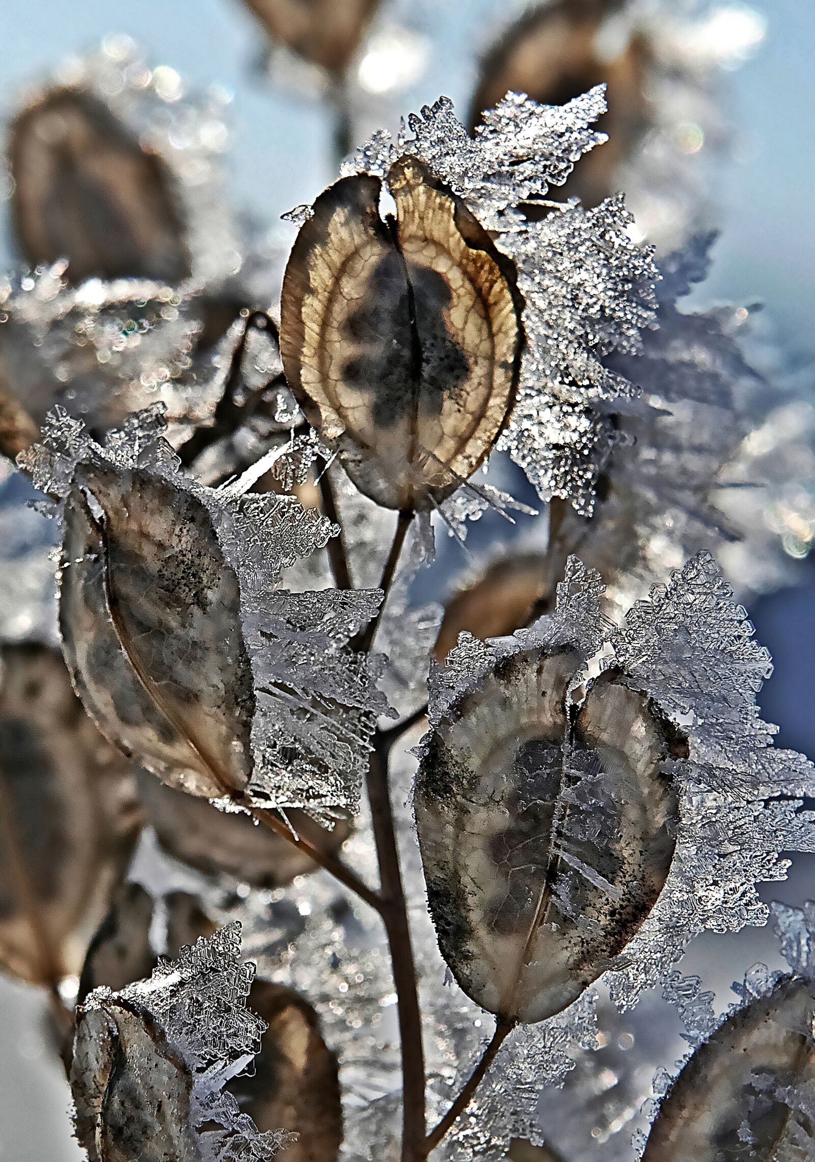 Panasonic Lumix DMC-FZ1000 sample photo. Crystals, grasses, frost photography