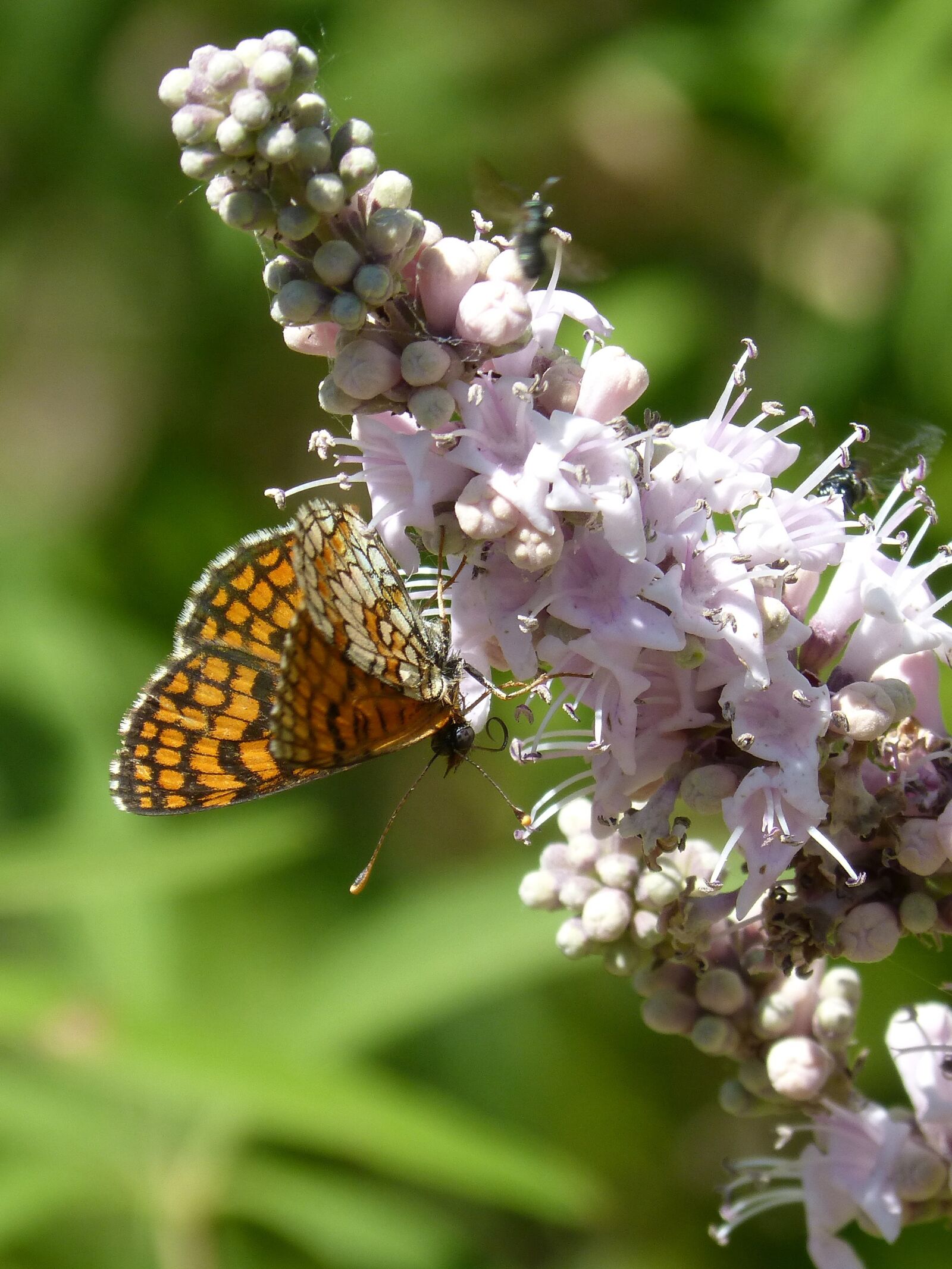 Panasonic DMC-FZ62 sample photo. Butterfly, melitaea phoebe, damero photography
