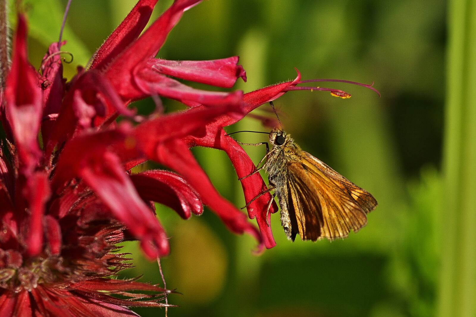 Nikon D5200 sample photo. Skipper, butterfly, nature photography