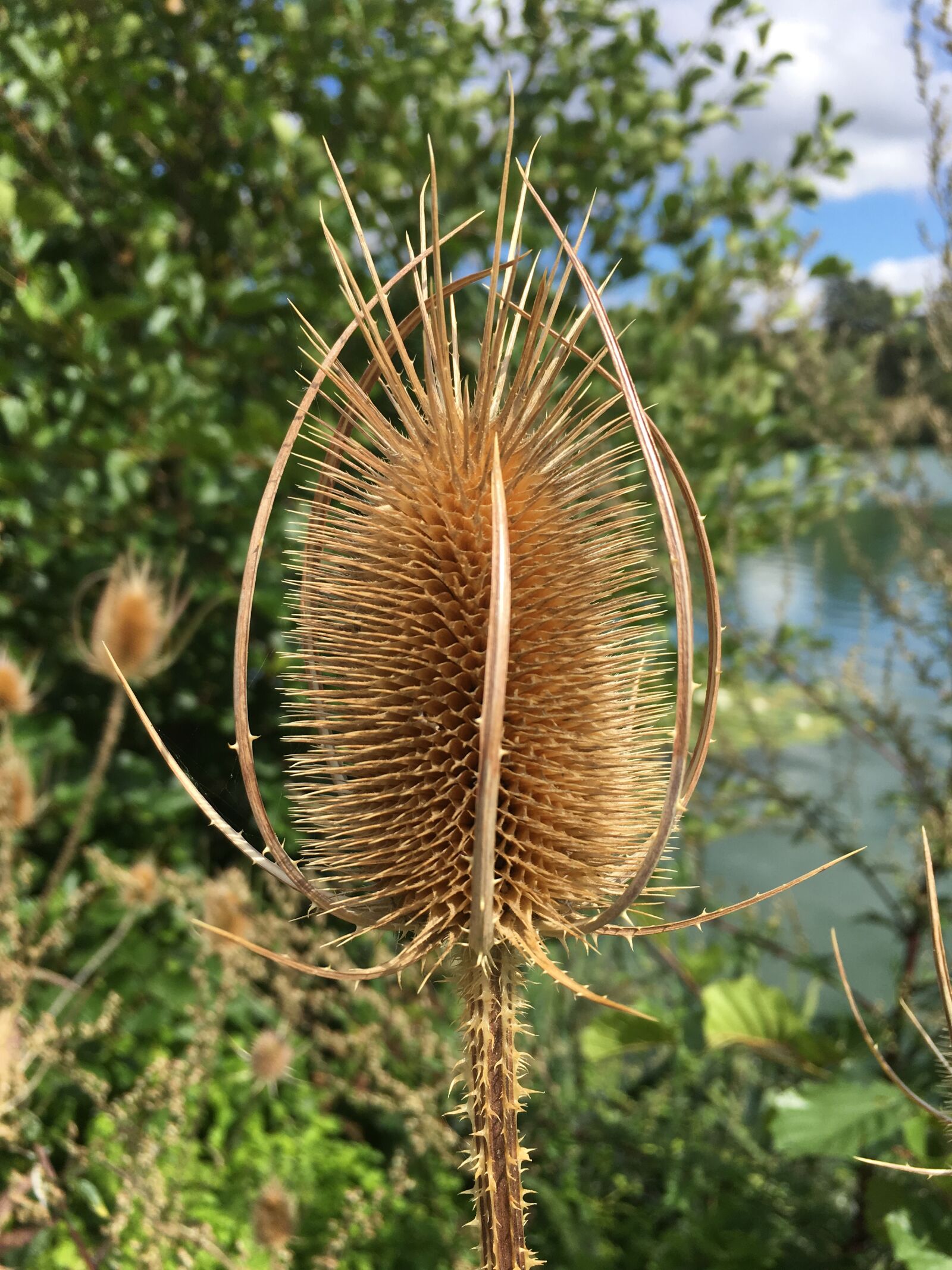 iPhone 6s Plus back camera 4.15mm f/2.2 sample photo. Reed, lake, nature photography