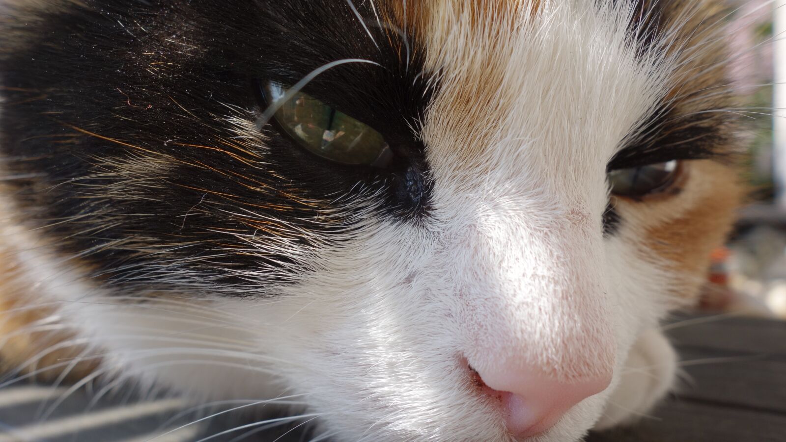 Sony Cyber-shot DSC-RX100 sample photo. Cat, cats, pet photography