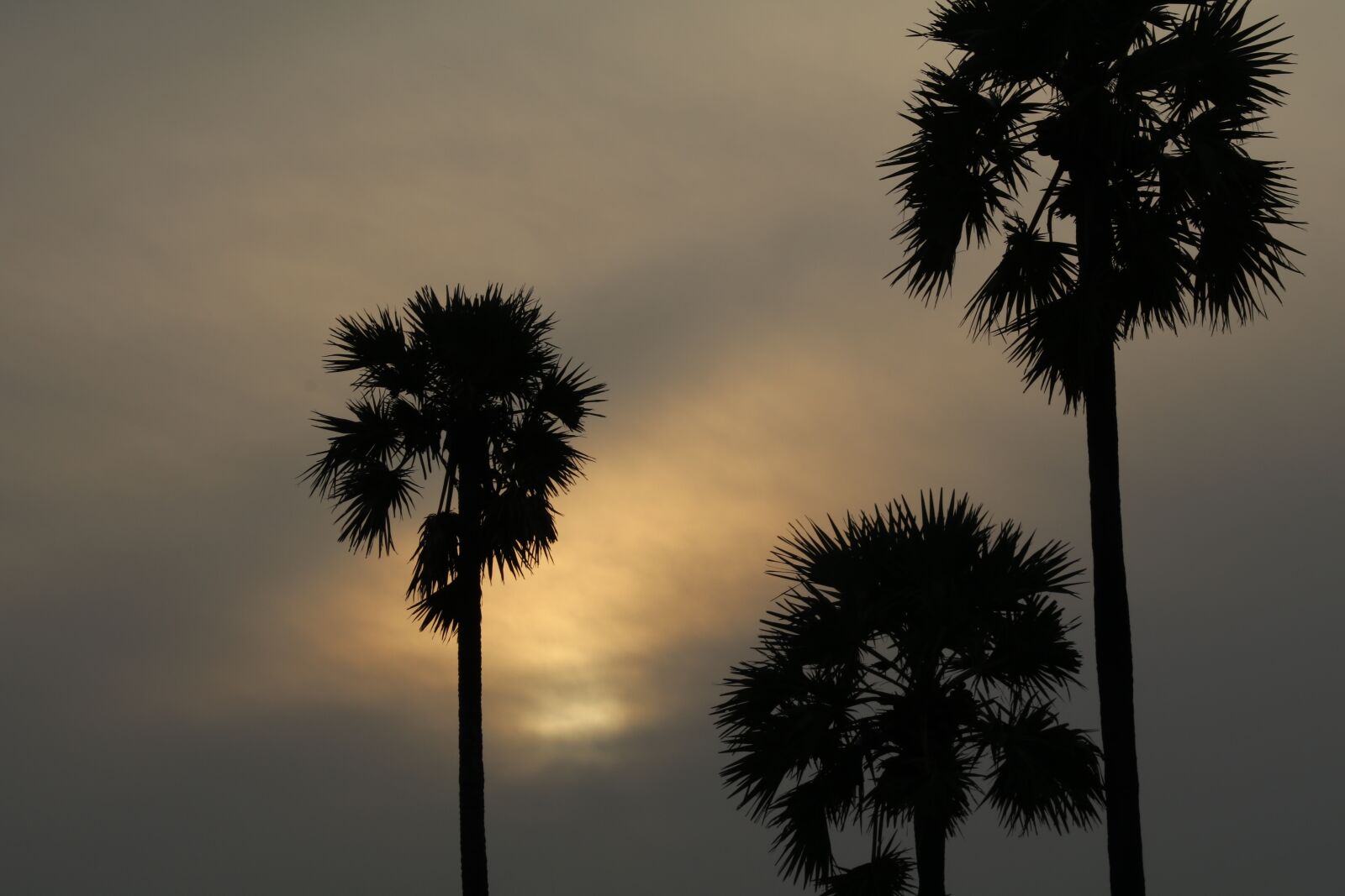 Canon EOS 80D sample photo. Sunrise, tree, landscape photography