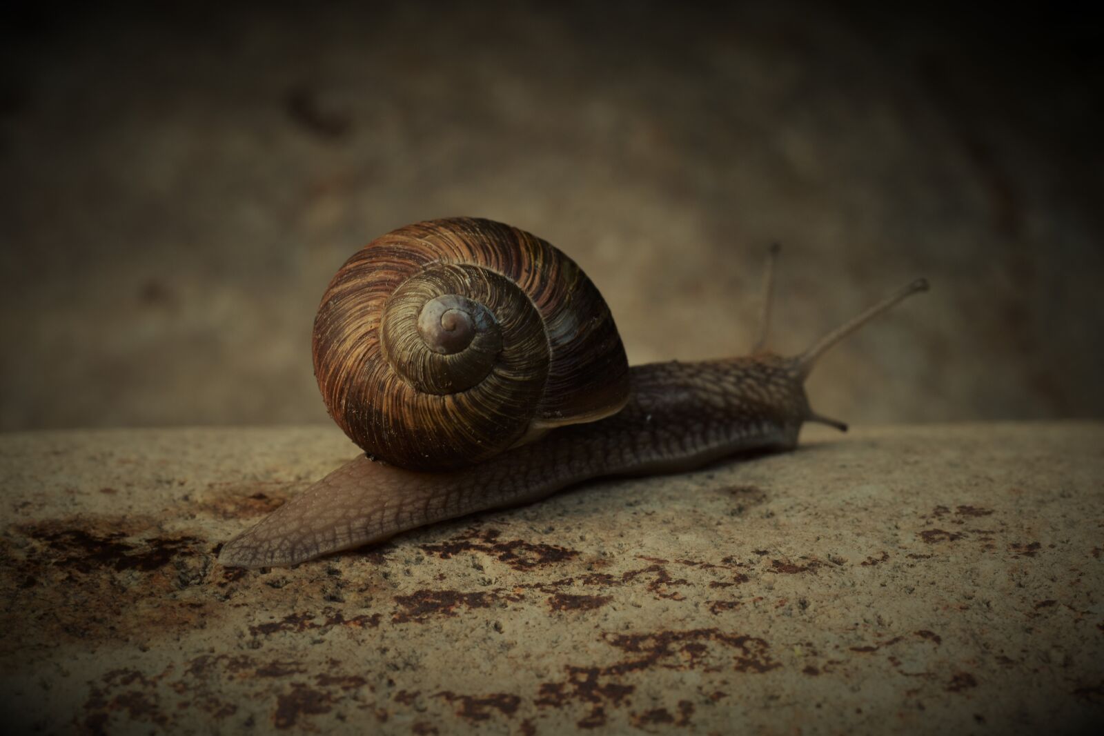 Nikon D5500 sample photo. Worm, garden, detailed photography
