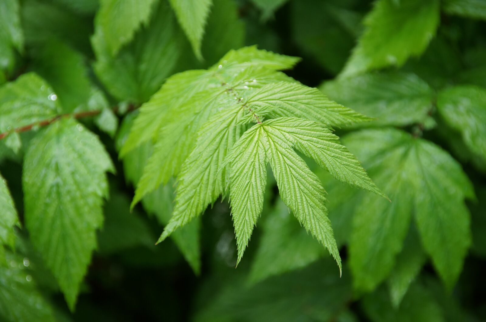 Sony SLT-A37 sample photo. Leaf, green, nature photography