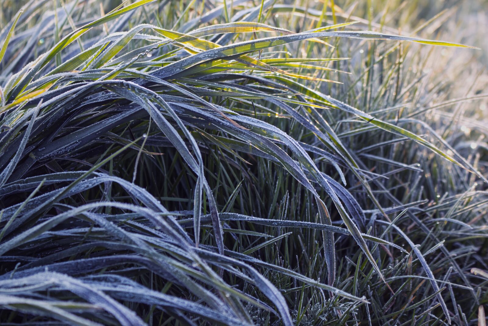 Canon EOS 70D + Canon EF-S 18-55mm F3.5-5.6 IS STM sample photo. Morning frost, frost, blade photography