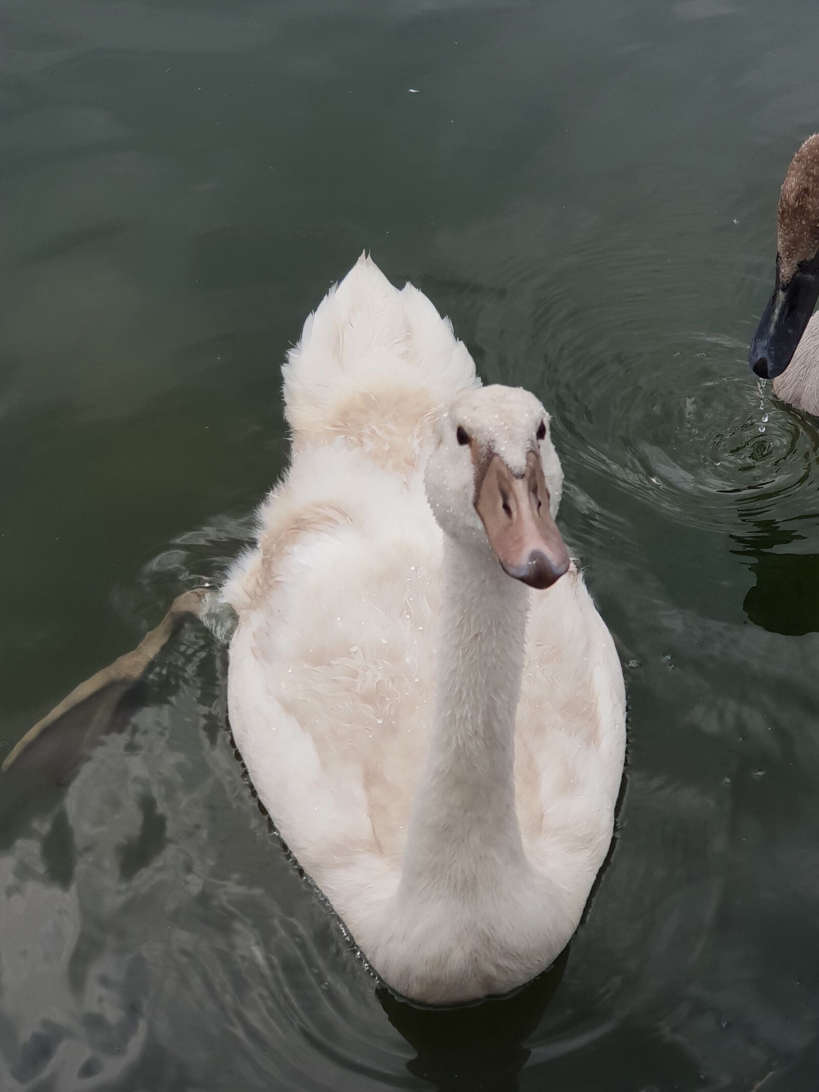 Samsung Galaxy S9+ sample photo. Animal children, swan, water photography