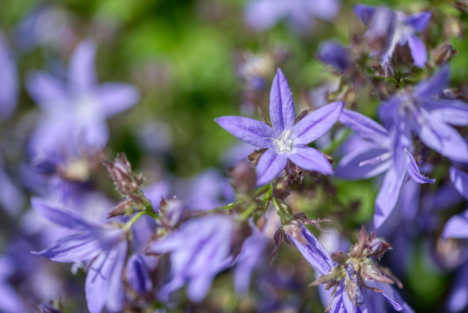 Nikon D750 sample photo. Campanula poscharskyana, behind bell photography