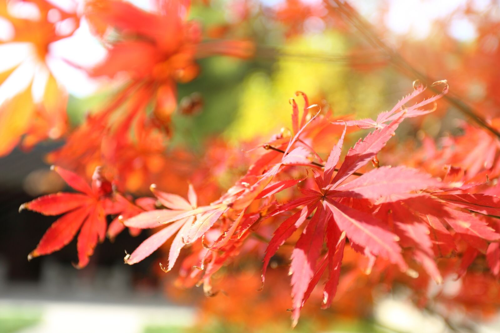 Canon EOS 6D + Canon EF 17-40mm F4L USM sample photo. Maple, autumn, red photography