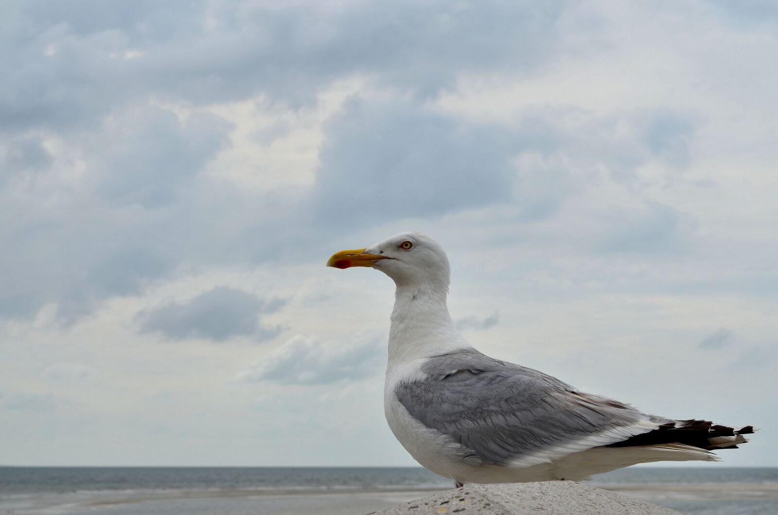 Nikon D5100 sample photo. Seagull, gulls, close up photography
