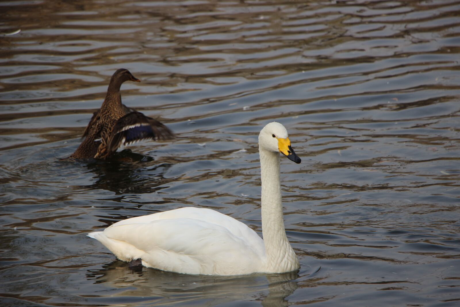 Canon EOS 600D (Rebel EOS T3i / EOS Kiss X5) sample photo. Bird, water bird, swan photography