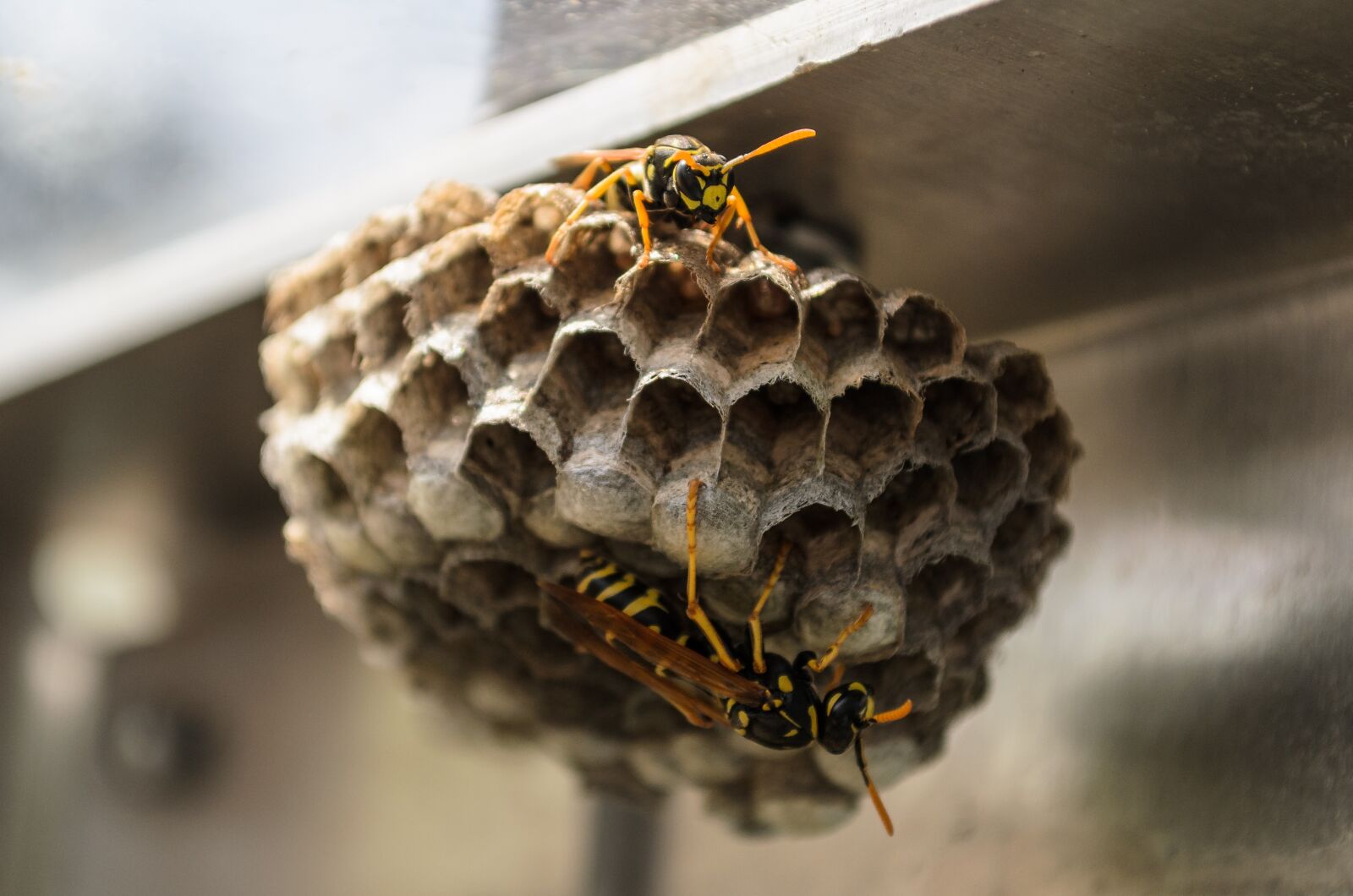 Nikon D5100 sample photo. Bees, nature, combs photography
