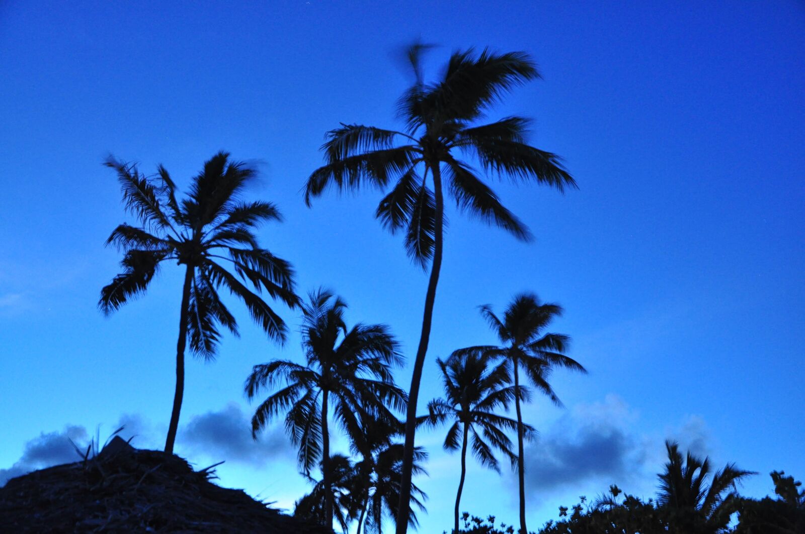 Nikon D5000 sample photo. Palm, nature, blue photography