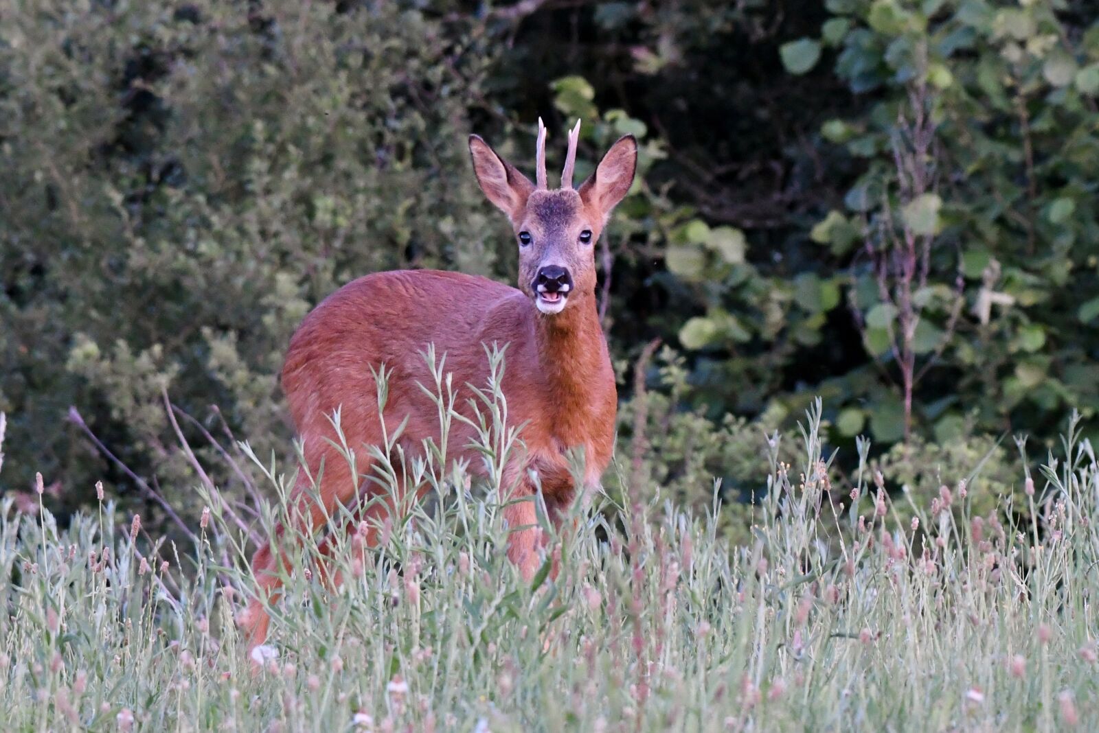 Nikon D500 sample photo. Ree, reebok, wild photography