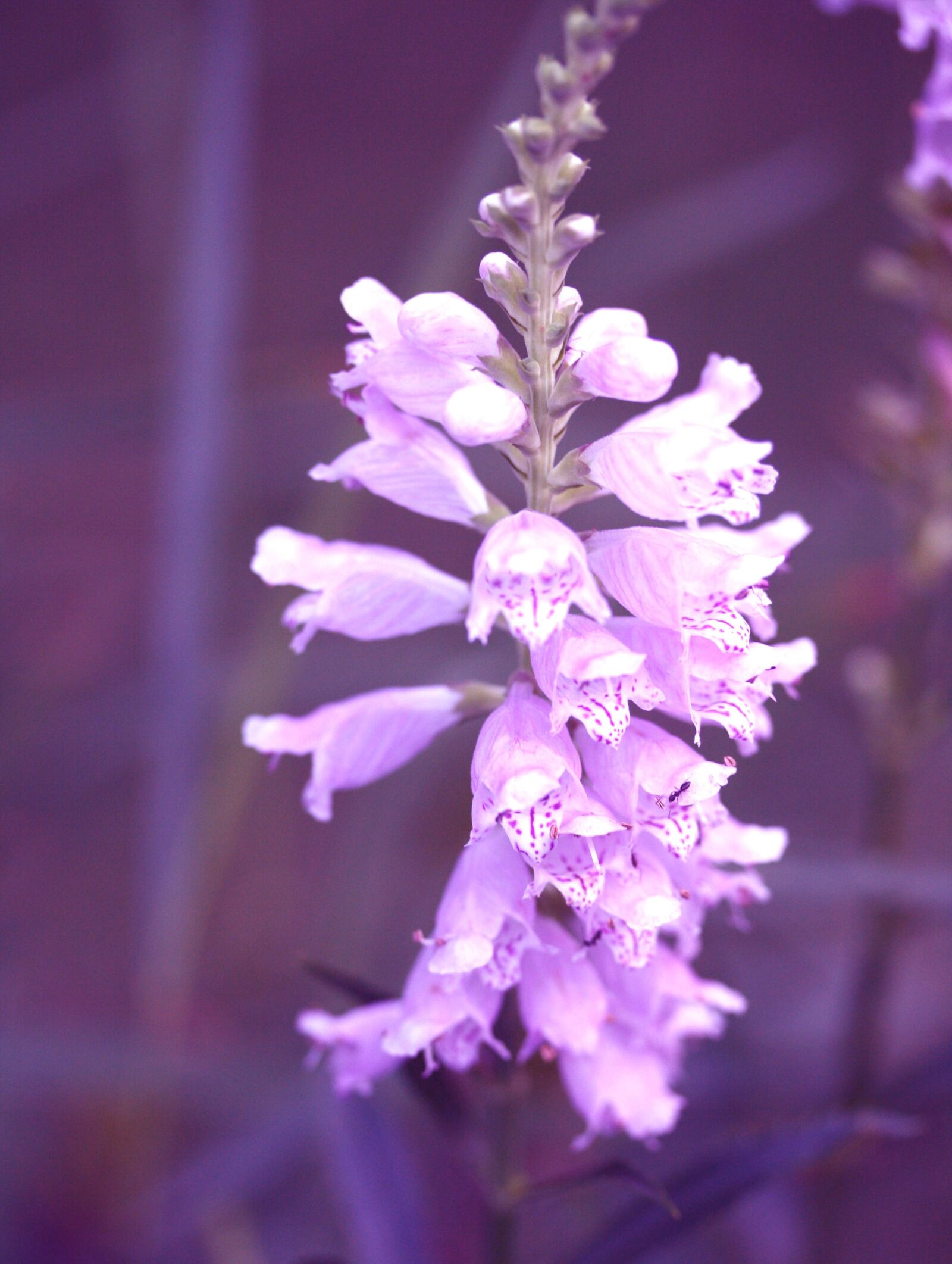 Canon EOS 1000D (EOS Digital Rebel XS / EOS Kiss F) sample photo. Obedient flower, purple flower photography