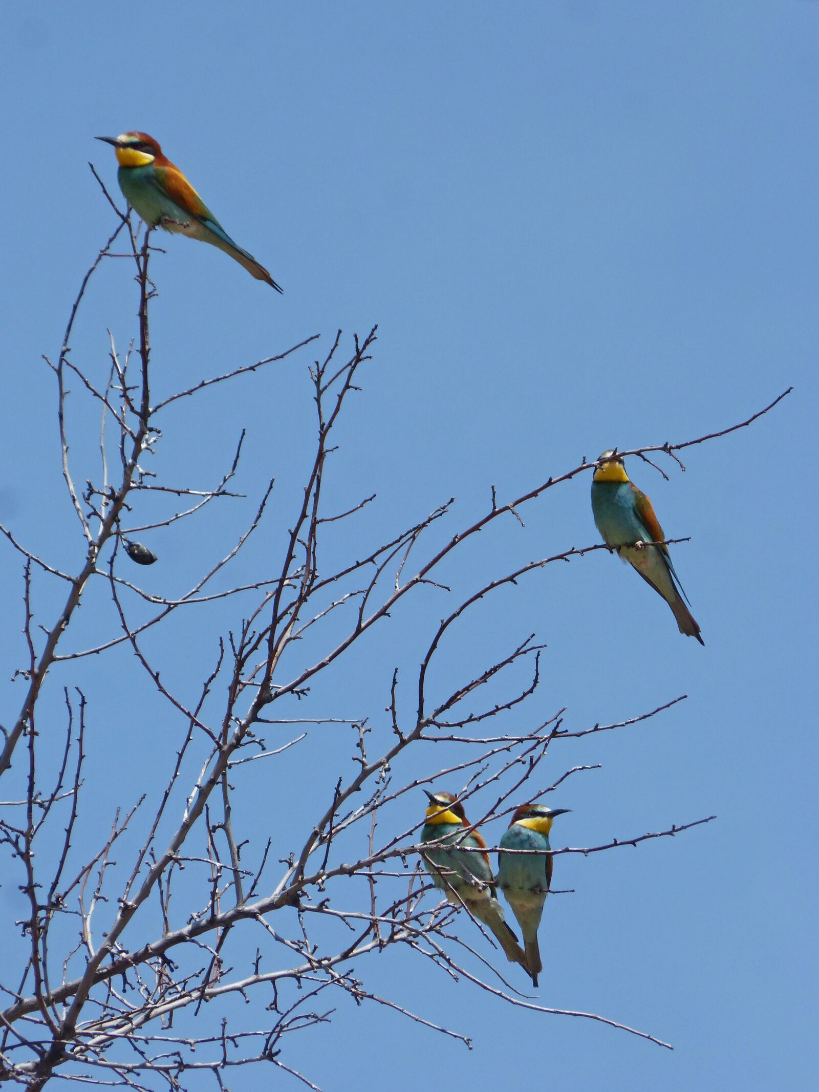 Panasonic DMC-FZ62 sample photo. Bee-eater, abellarol, branches photography