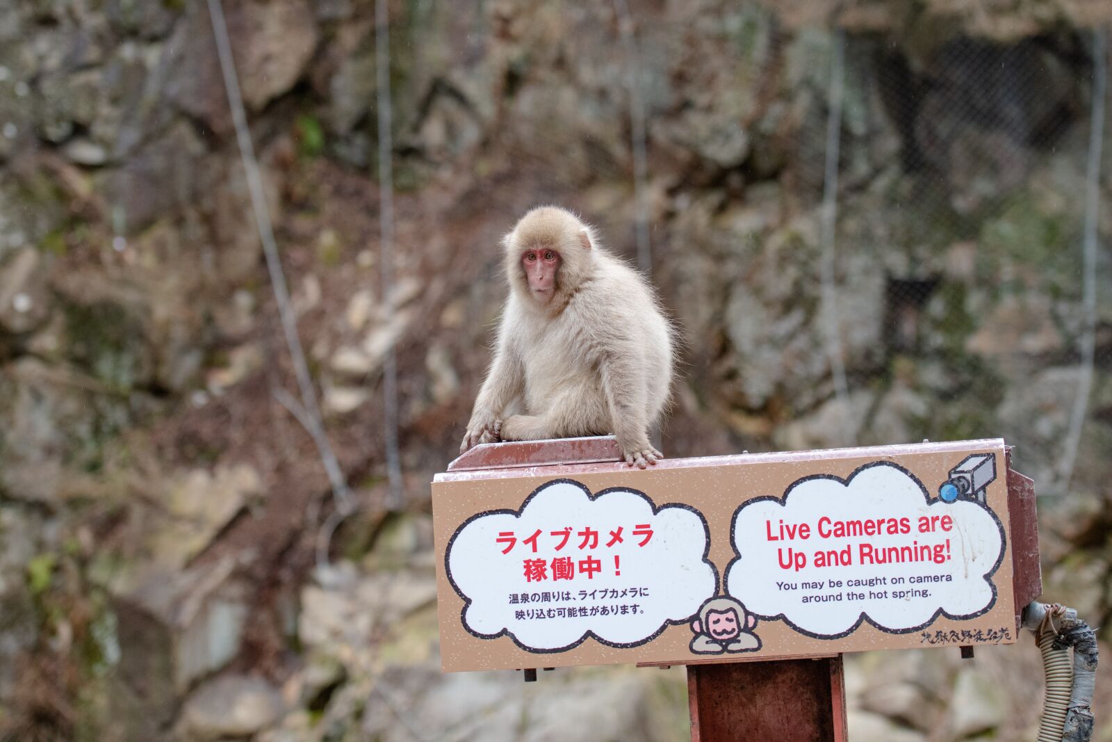 Nikon D850 sample photo. Snow monkey, japanese macaque photography