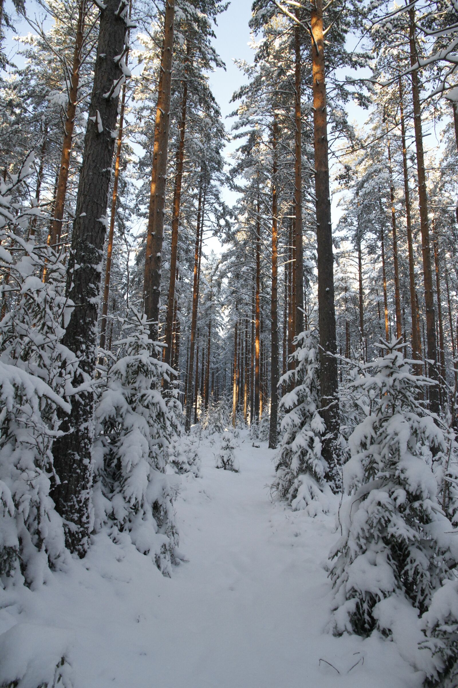 Canon EOS 7D sample photo. Winter, forest, snow photography