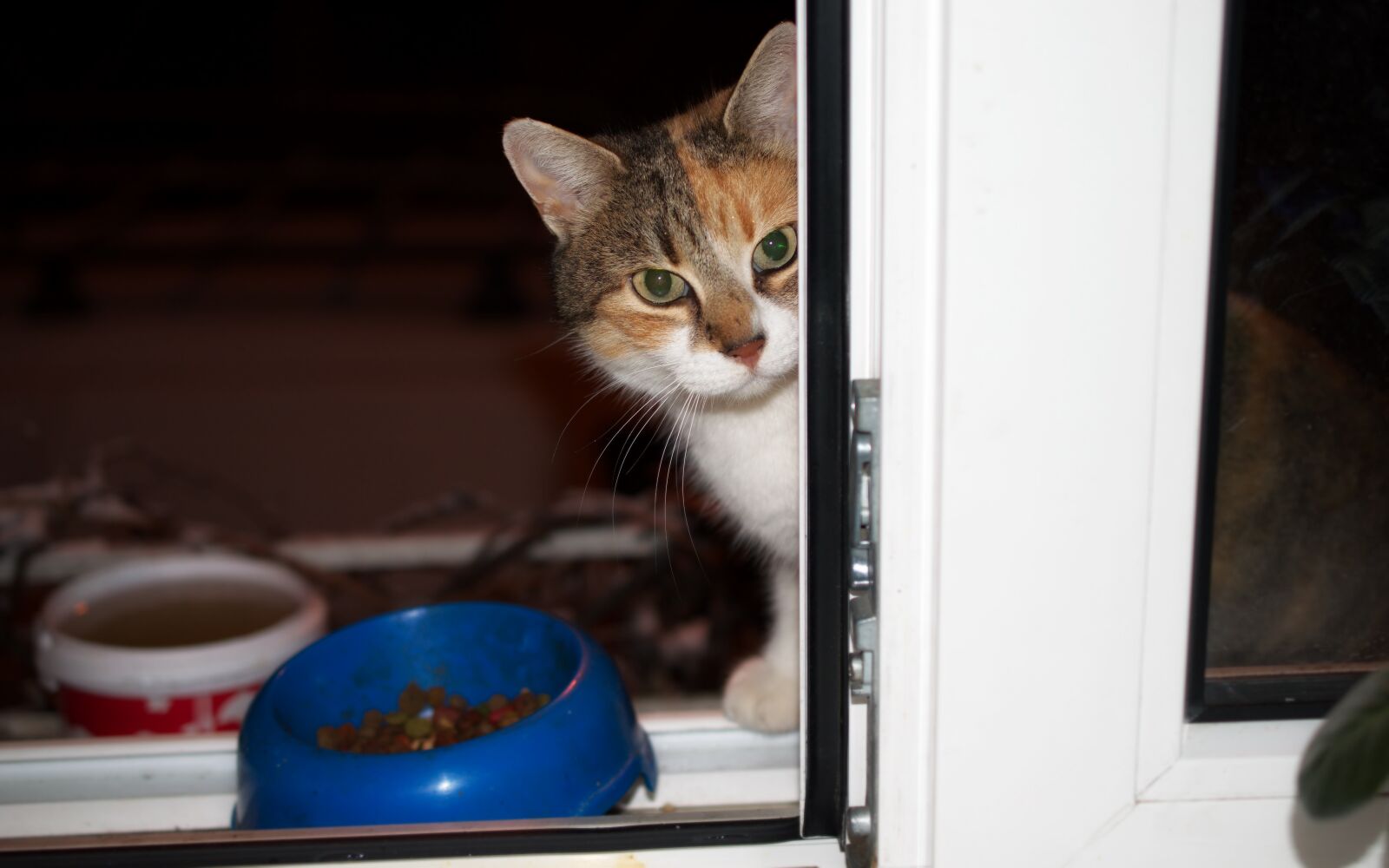 Nikon D5300 sample photo. Cat, window, plate photography