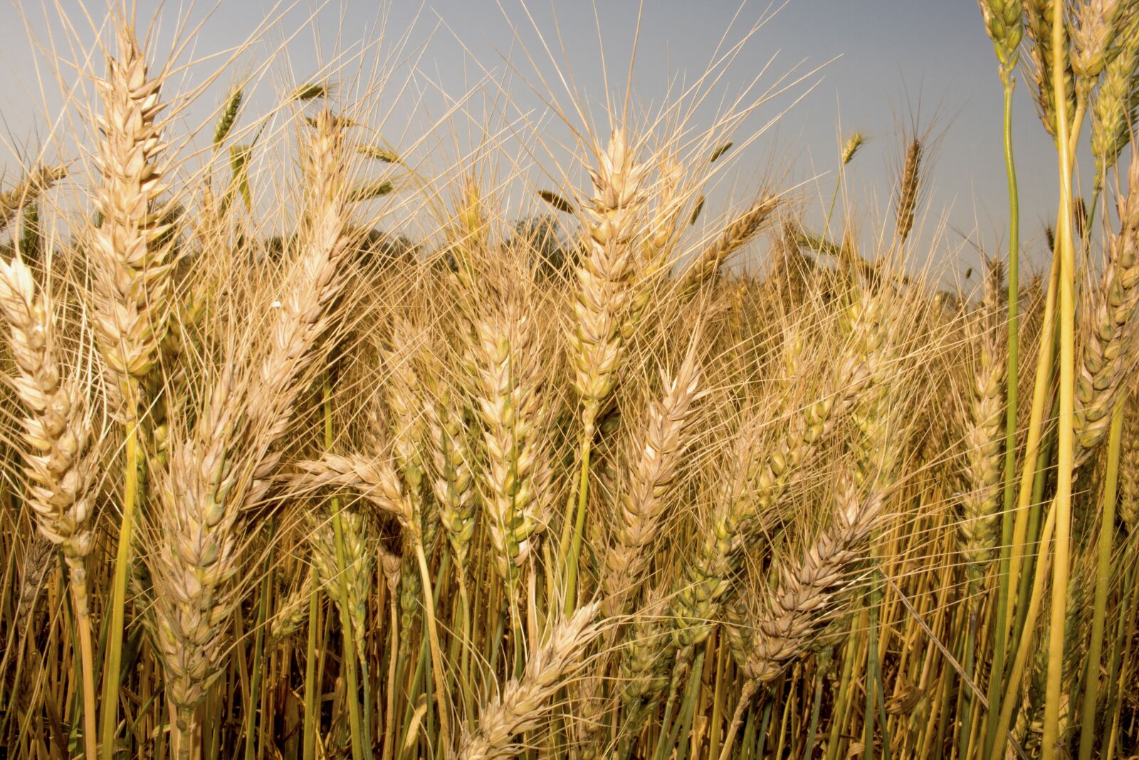Canon EOS 750D (EOS Rebel T6i / EOS Kiss X8i) sample photo. Wheat, grain, crop photography