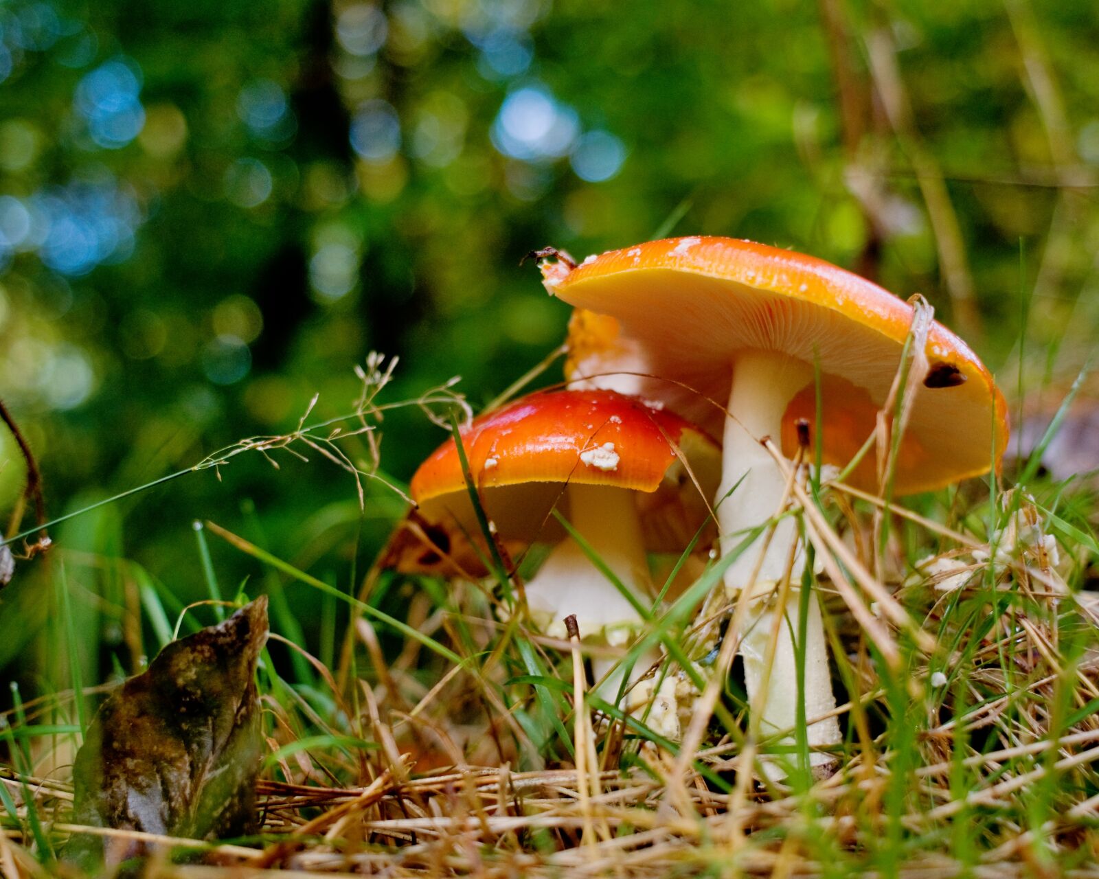 Nikon D90 sample photo. Mushrooms, forest, autumn photography