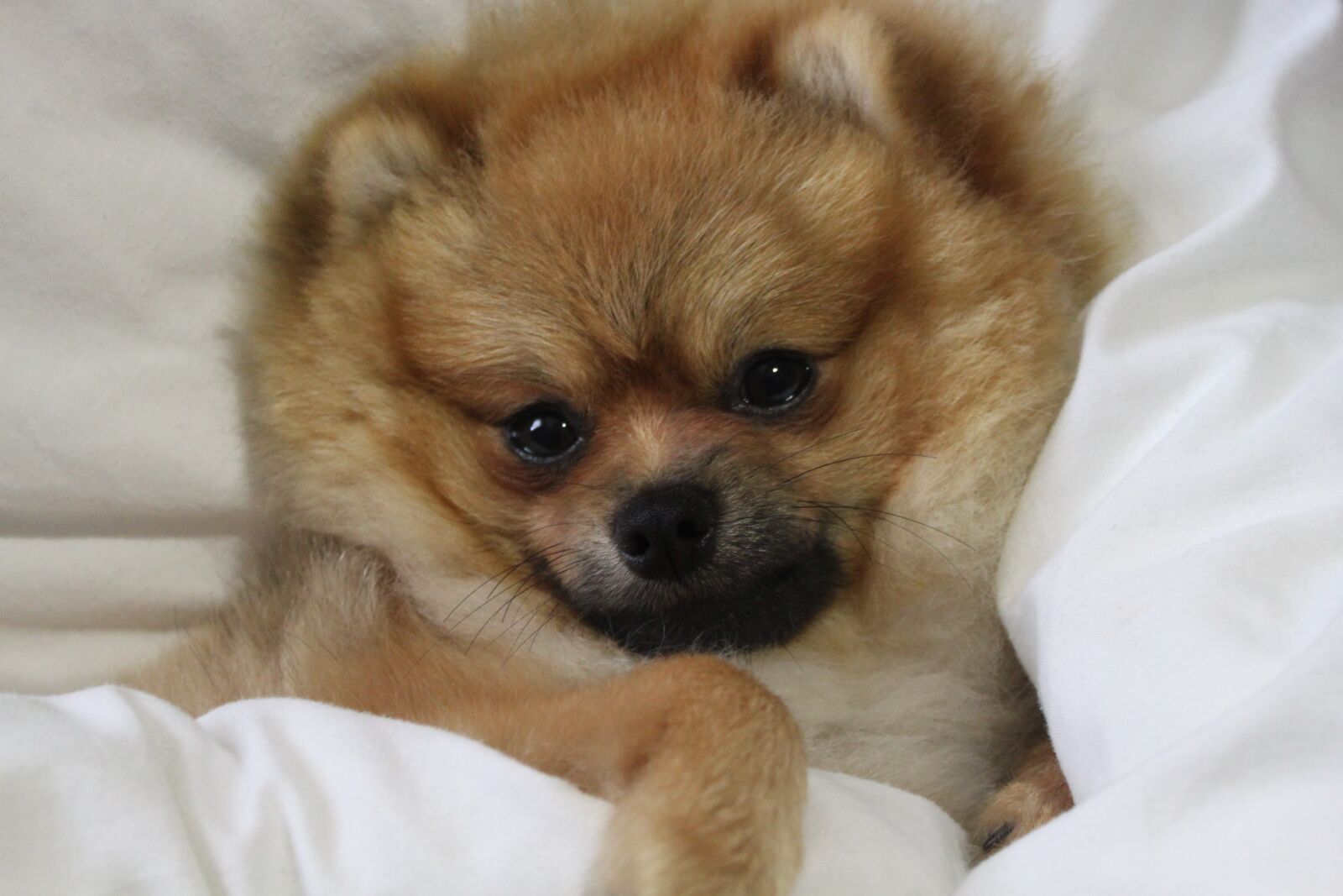 Canon EOS 500D (EOS Rebel T1i / EOS Kiss X3) sample photo. Pomeranian, spitz miniature, misiek photography