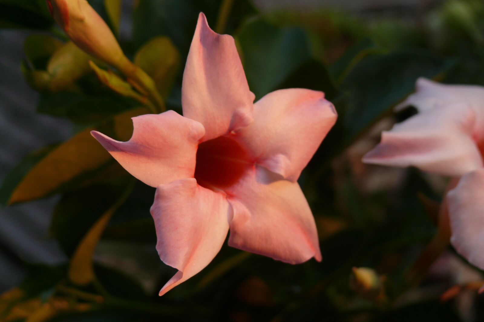 Leica V-LUX 1 sample photo. Flowering in the evening photography
