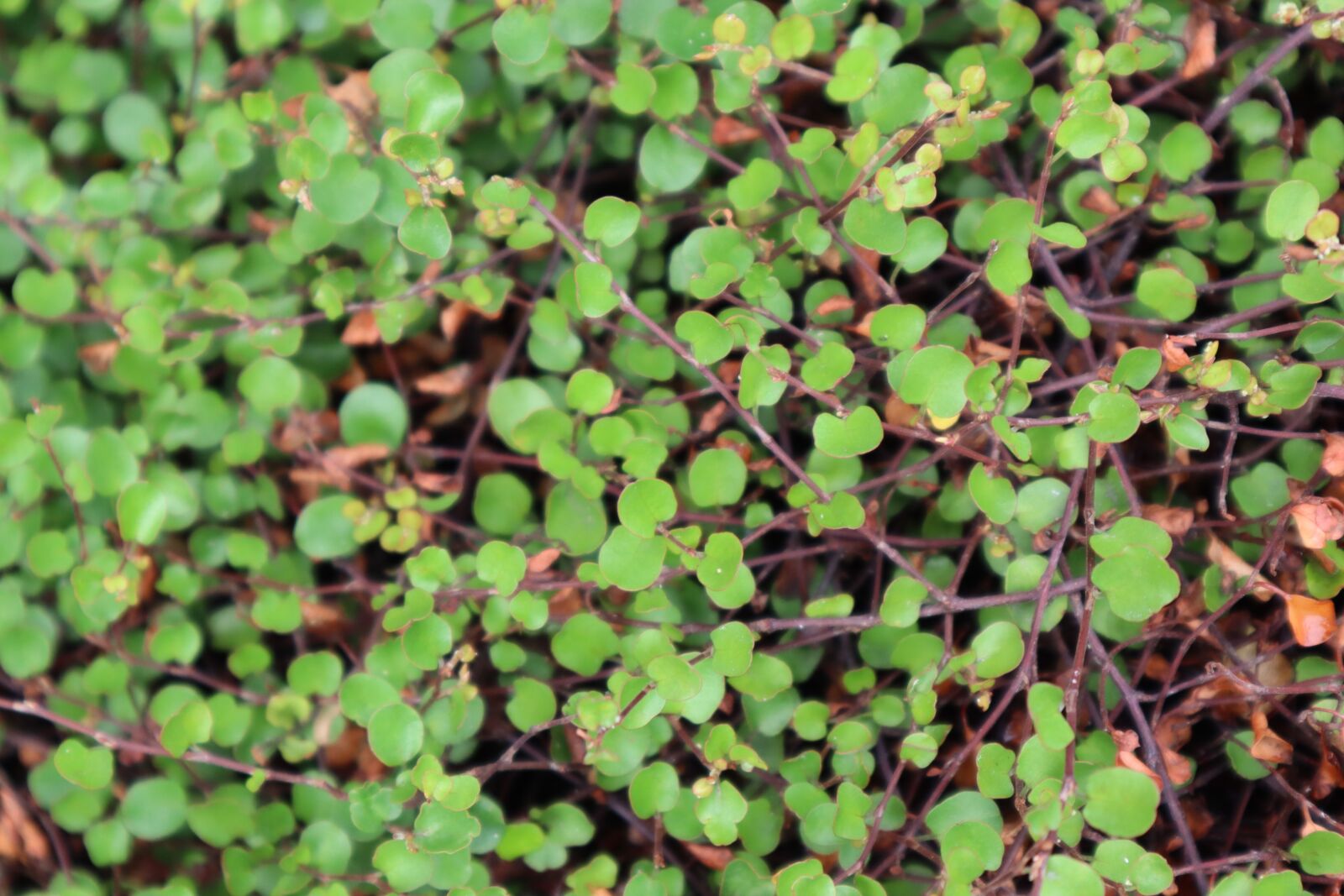 Canon EOS M50 (EOS Kiss M) sample photo. Nature, plants, wood photography