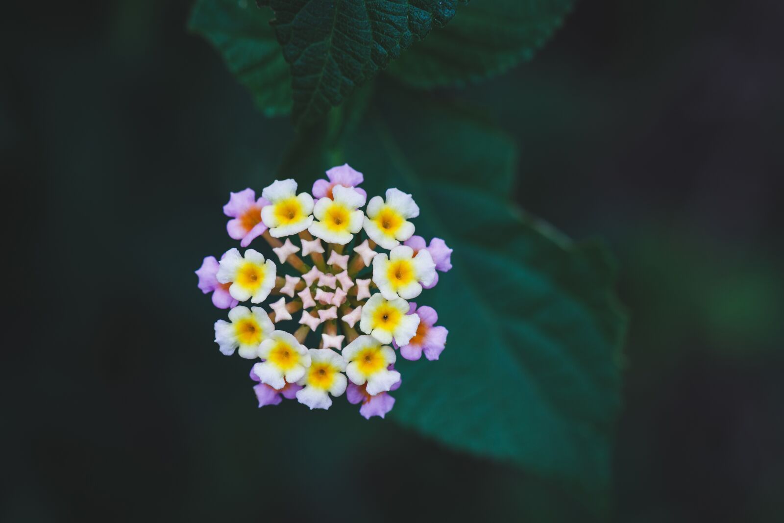 Canon EF 100mm F2.8L Macro IS USM sample photo. Flower, colorful, color photography