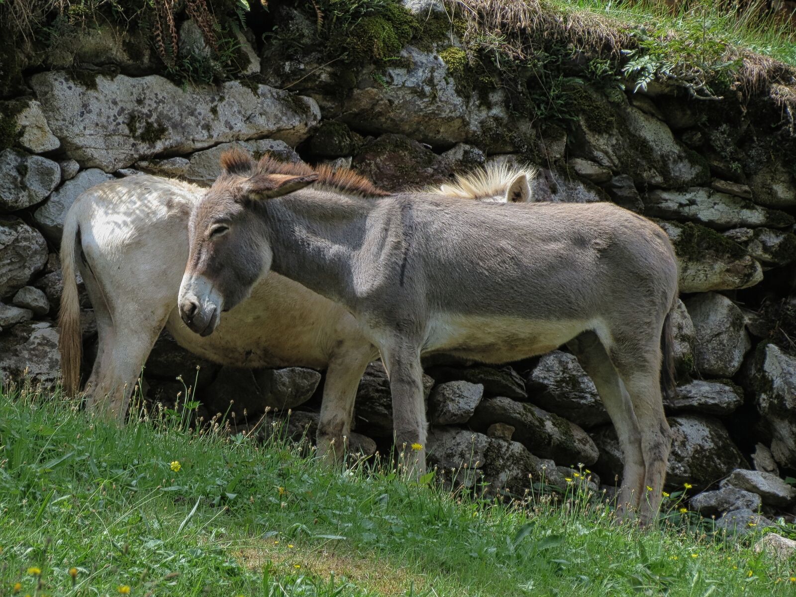 Canon PowerShot SX40 HS sample photo. Rest, quadrupeds, work photography