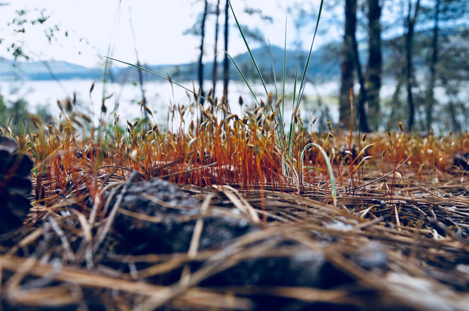 Nikon D5000 sample photo. Nature, close up, forest photography