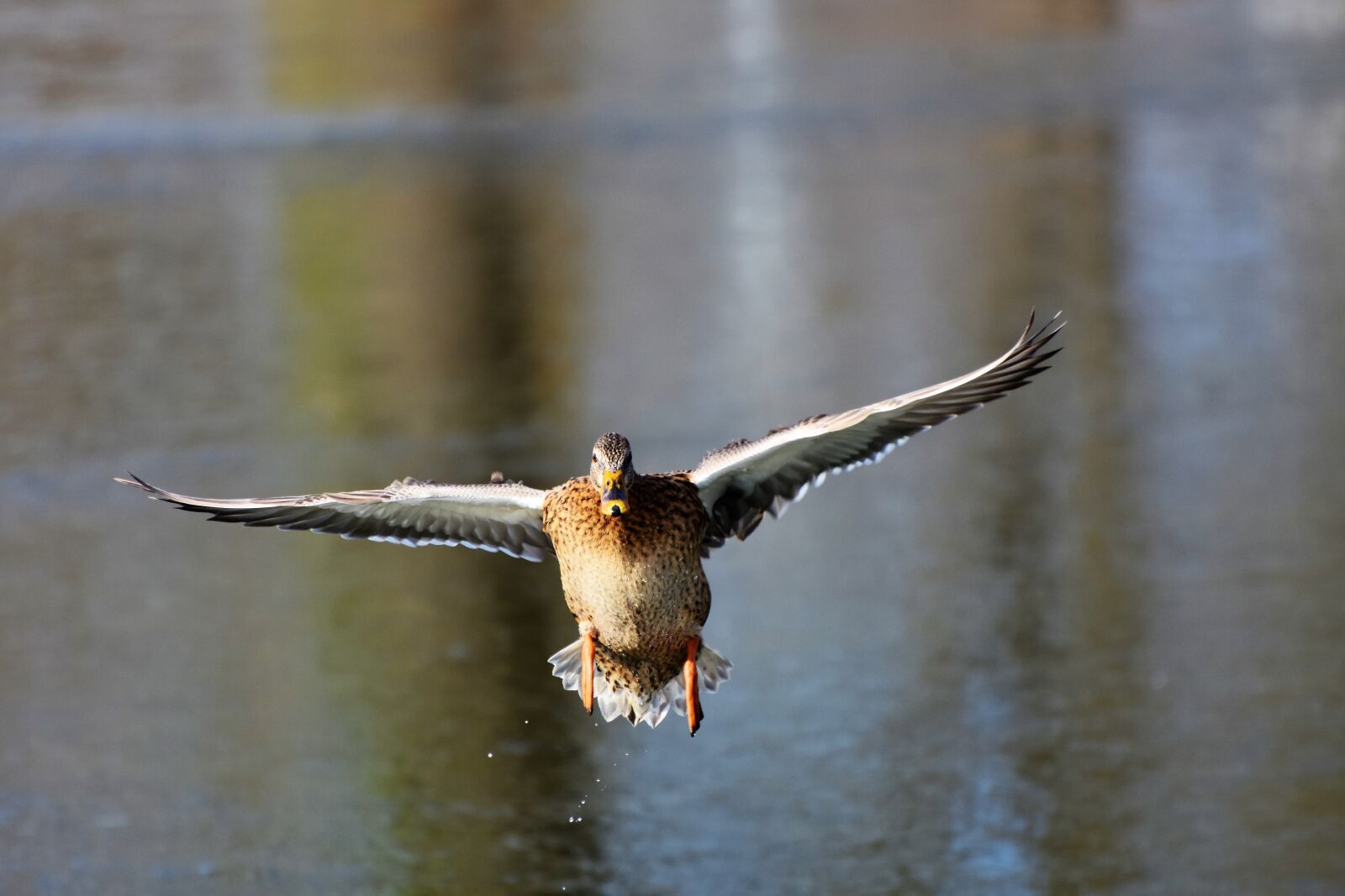 Nikon D7200 sample photo. Duck, drake, water bird photography