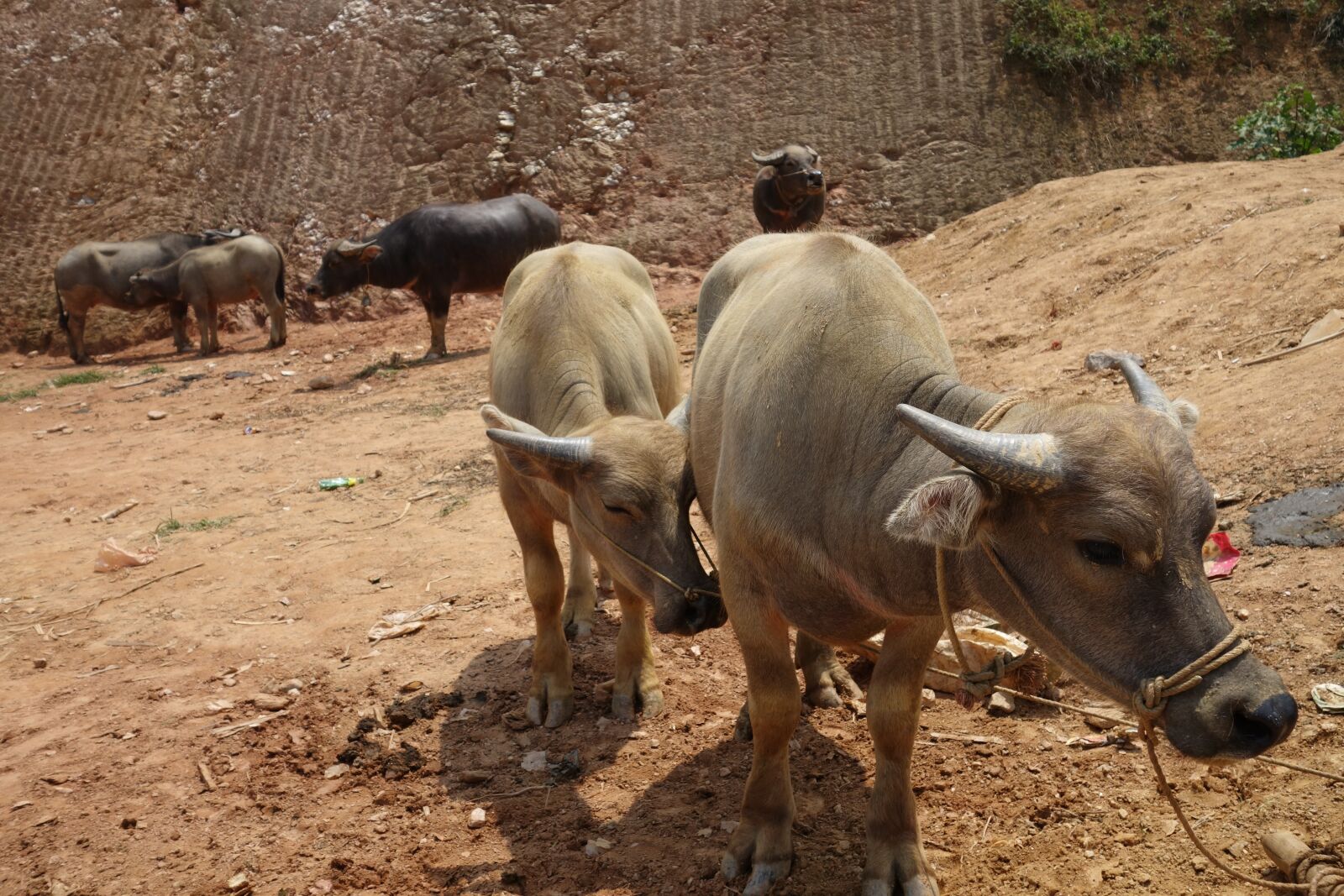 Sony Cyber-shot DSC-RX100 II sample photo. Mammal, cattle, animal photography