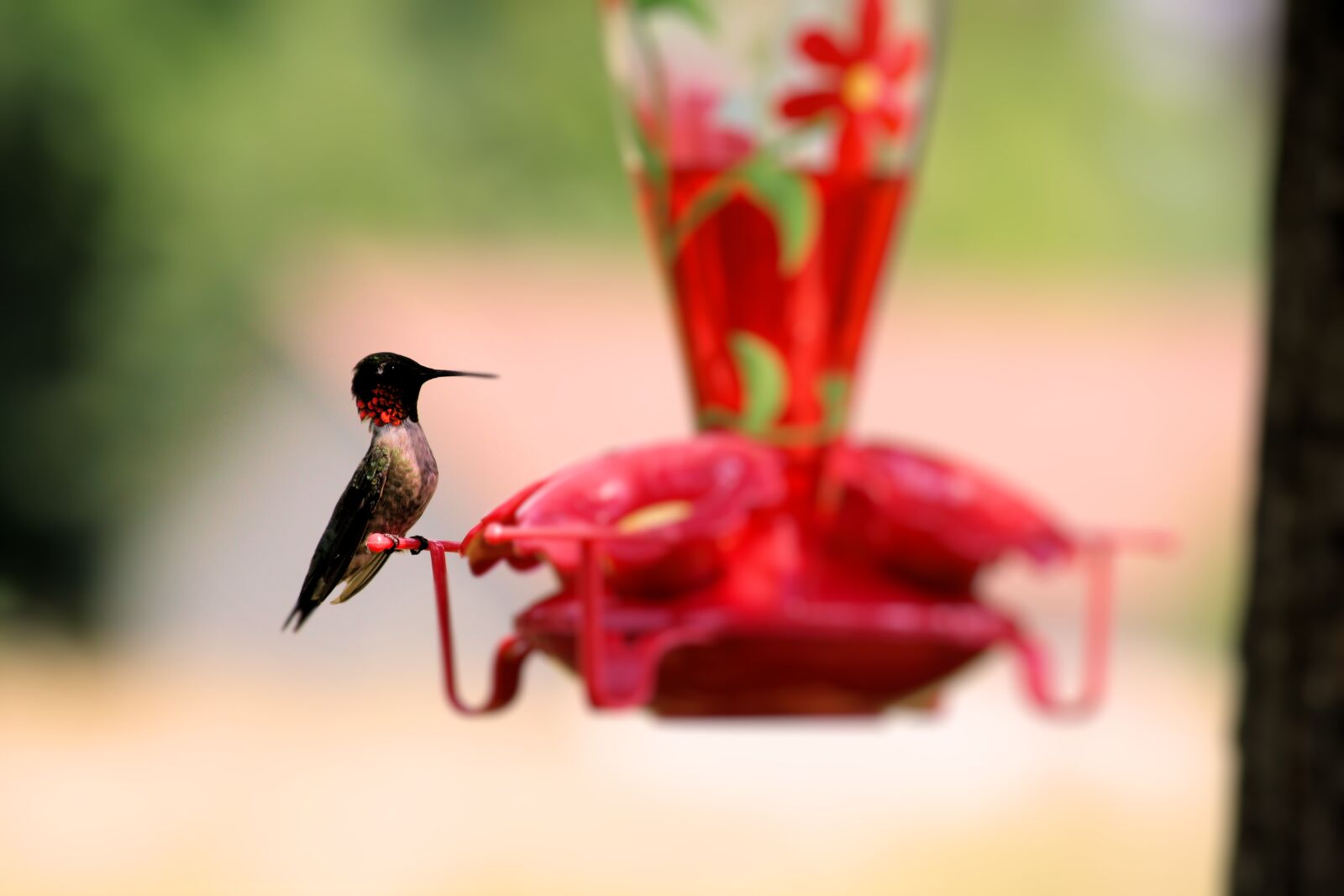Canon EOS 1000D (EOS Digital Rebel XS / EOS Kiss F) sample photo. Animal, bird, hummingbird, nature photography