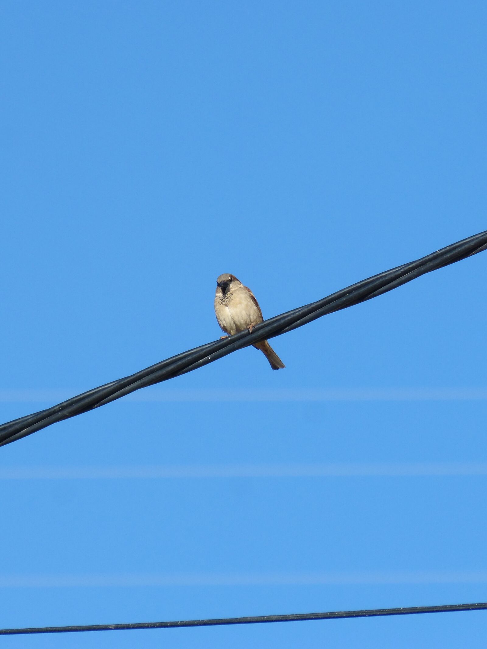 Panasonic DMC-FZ62 sample photo. Sparrow, cable, wiring photography