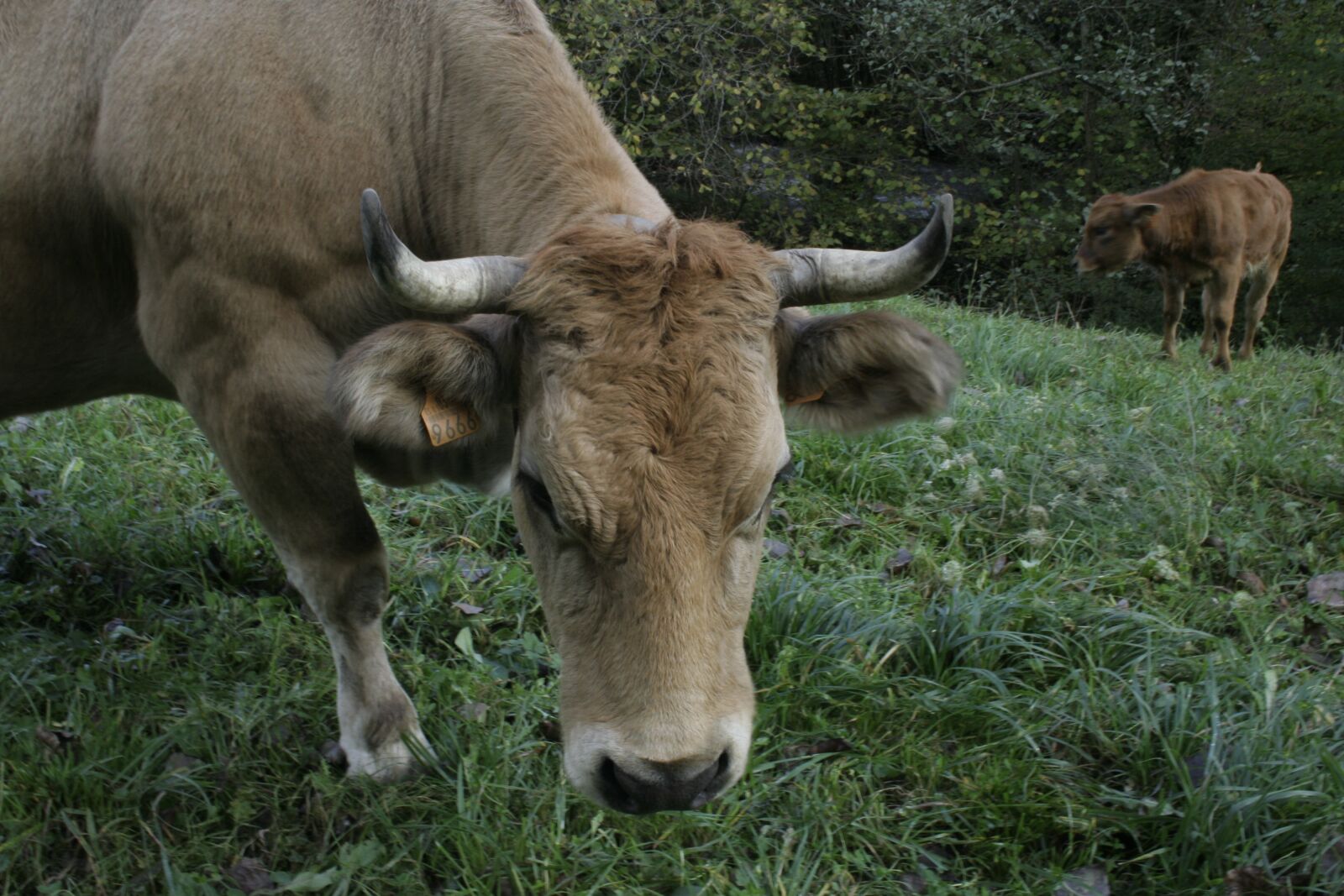 Canon EOS 350D (EOS Digital Rebel XT / EOS Kiss Digital N) sample photo. Vaca, ganado, cow photography