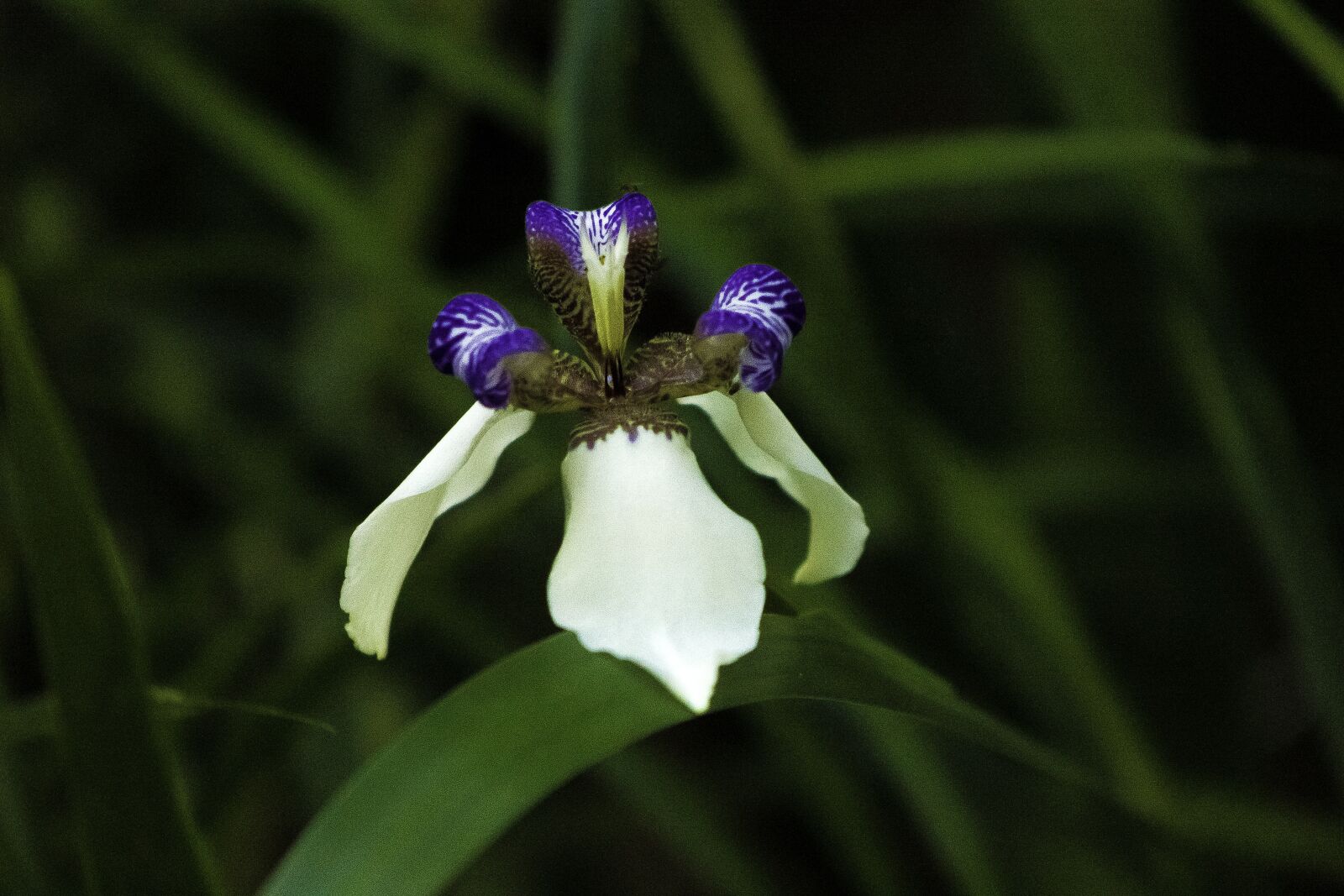 Canon EOS 600D (Rebel EOS T3i / EOS Kiss X5) sample photo. The orchid in the photography