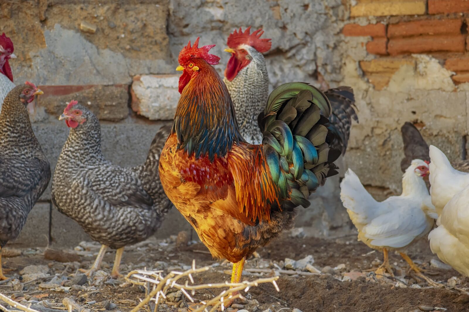 Nikon D3300 sample photo. Gallo, feathers, colorful photography