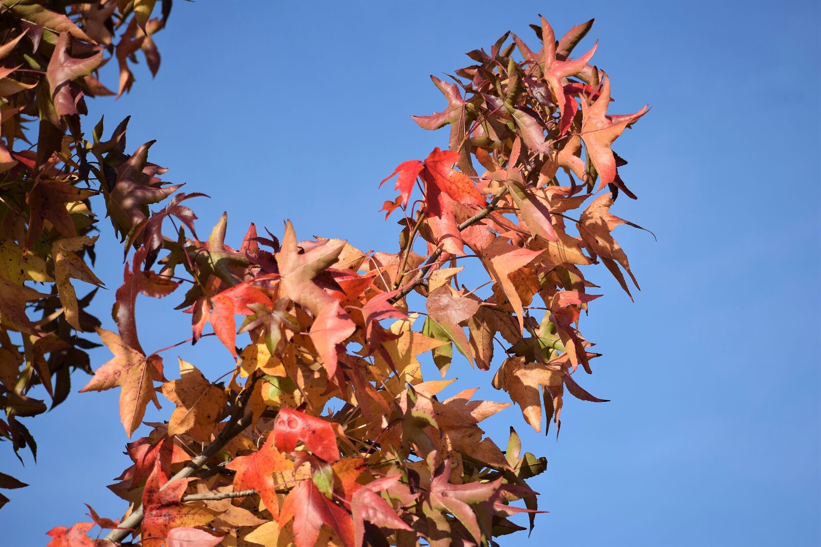 Nikon D3300 sample photo. Colorful leaves, branch, autumn photography