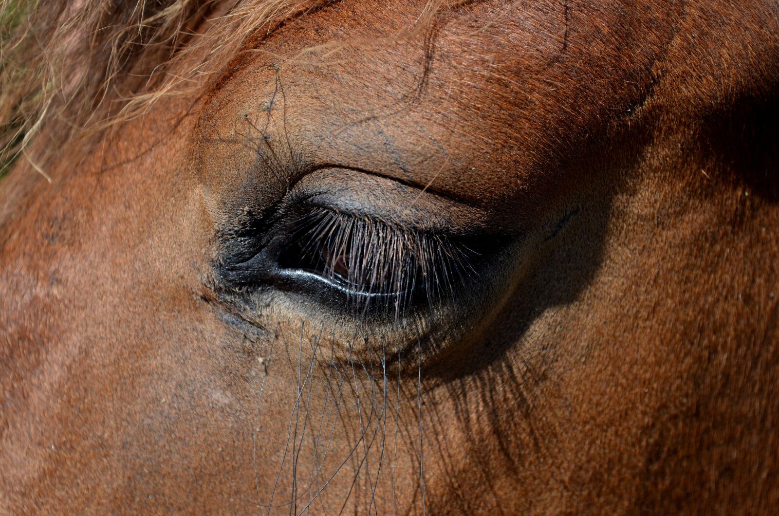 Nikon D5100 sample photo. Pony, horse, dare photography