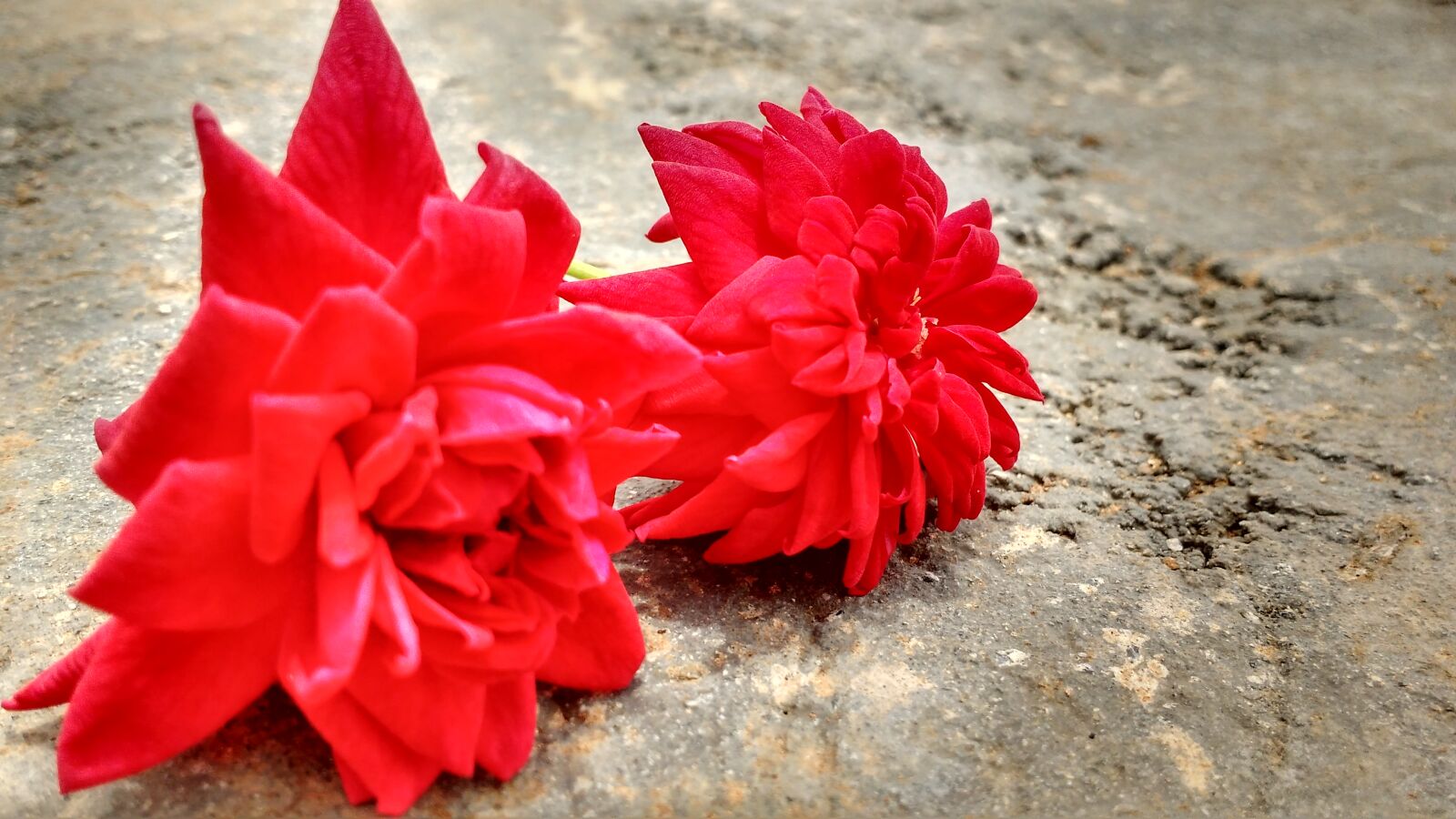 Motorola MotoG3 sample photo. Love, nature, photography, red photography