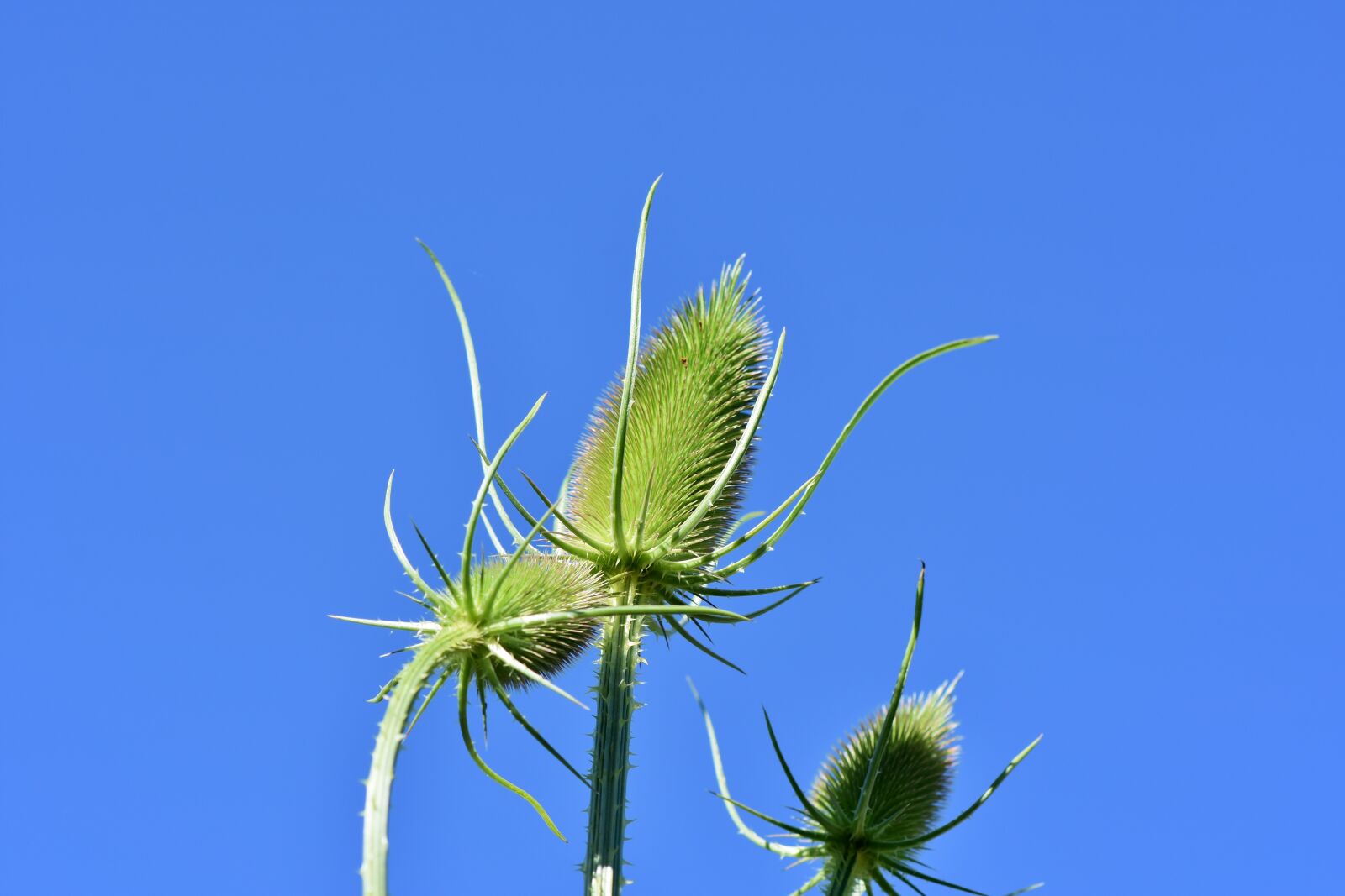 Nikon D7200 sample photo. Thistle, wild teasel, spur photography