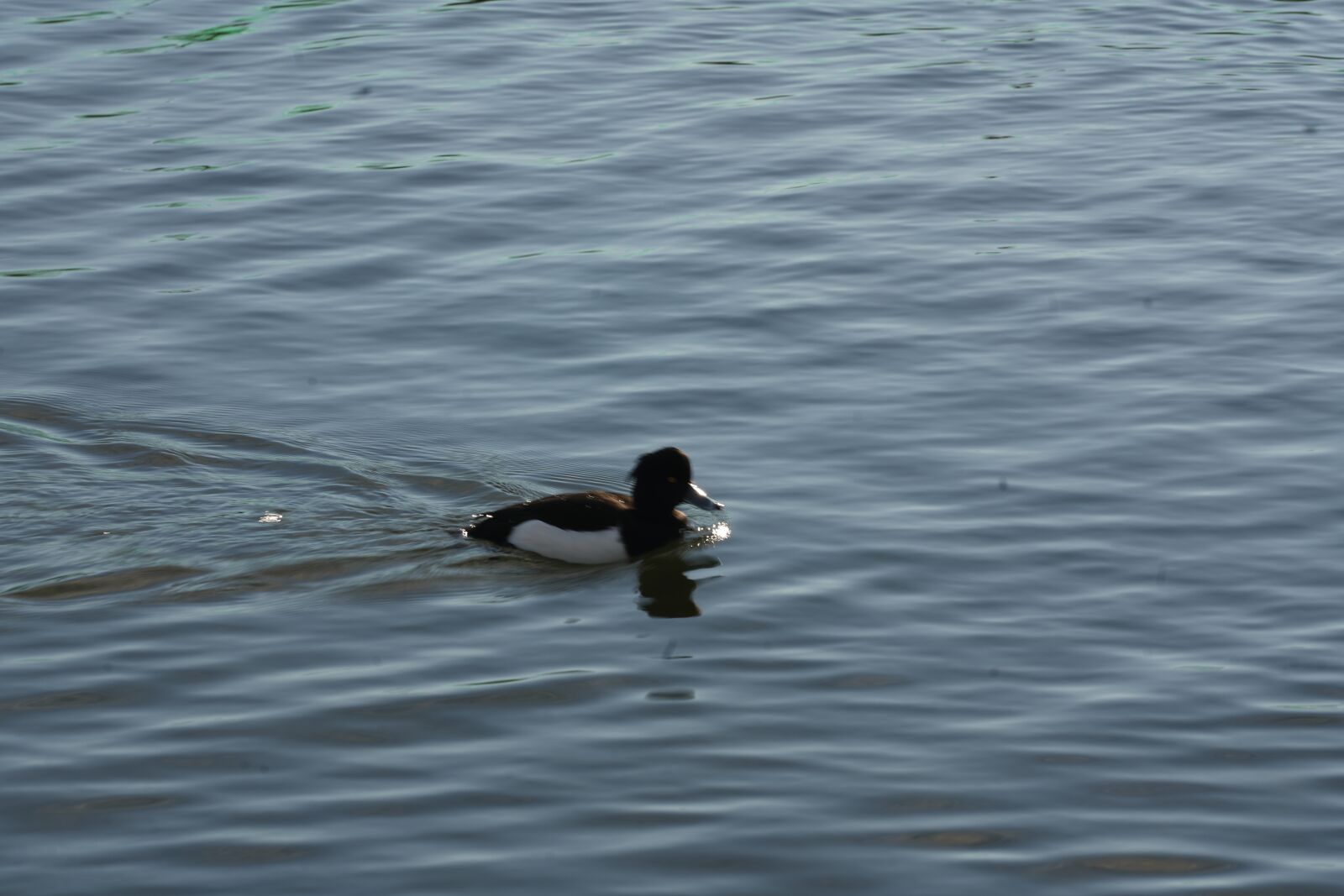 Sony a7R III sample photo. Coot, duck, waterfowl photography