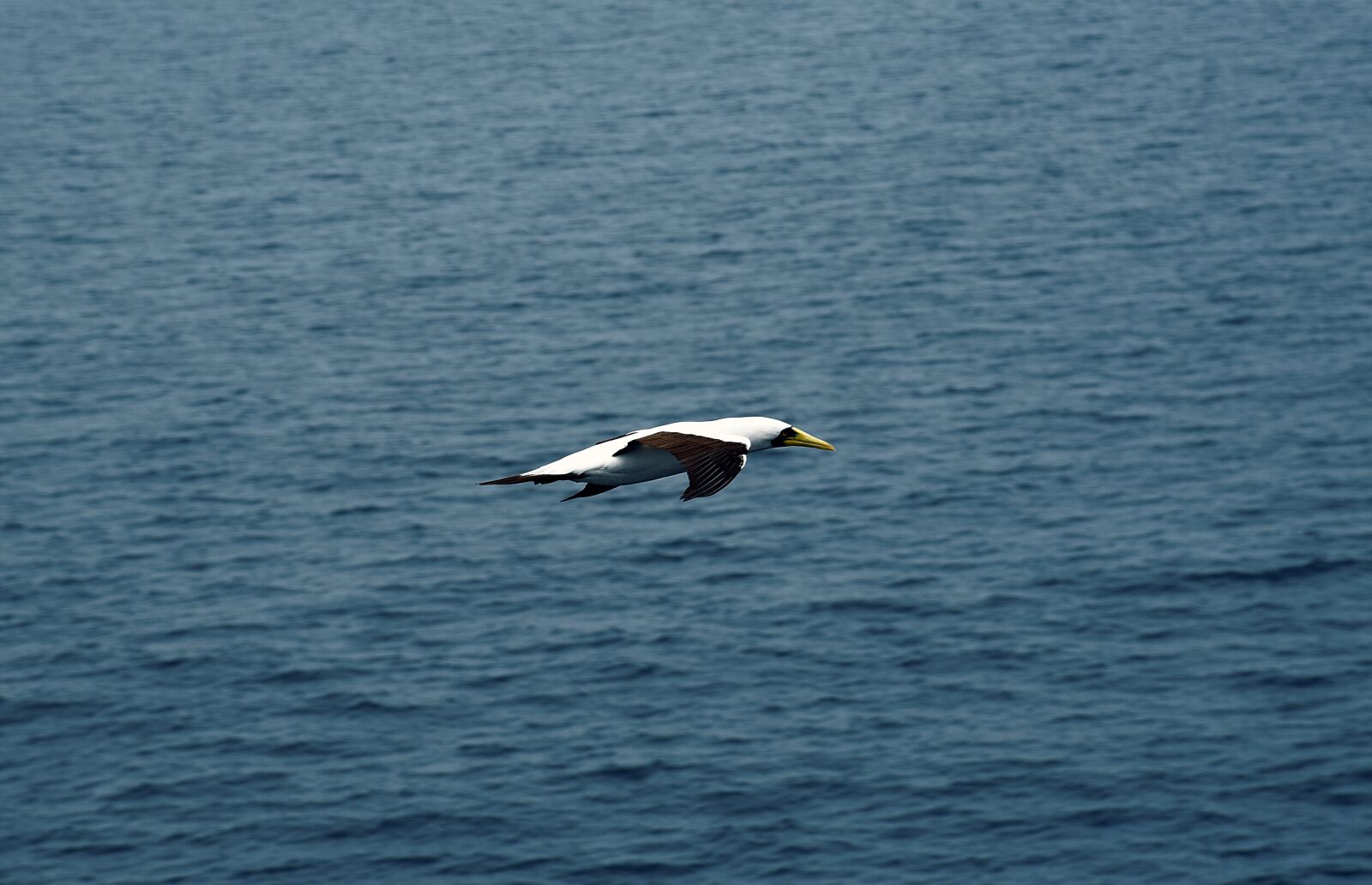 Nikon D750 sample photo. Seagull, bird, sea photography