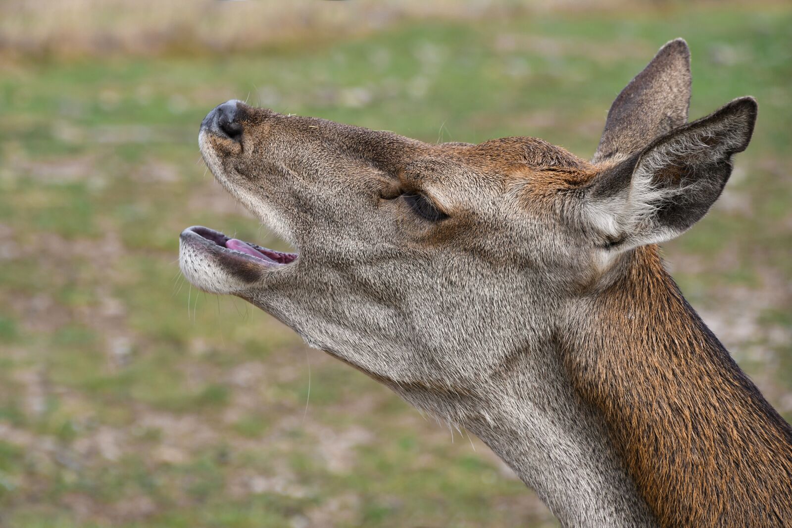 Nikon D500 sample photo. Biche, bramer, head photography